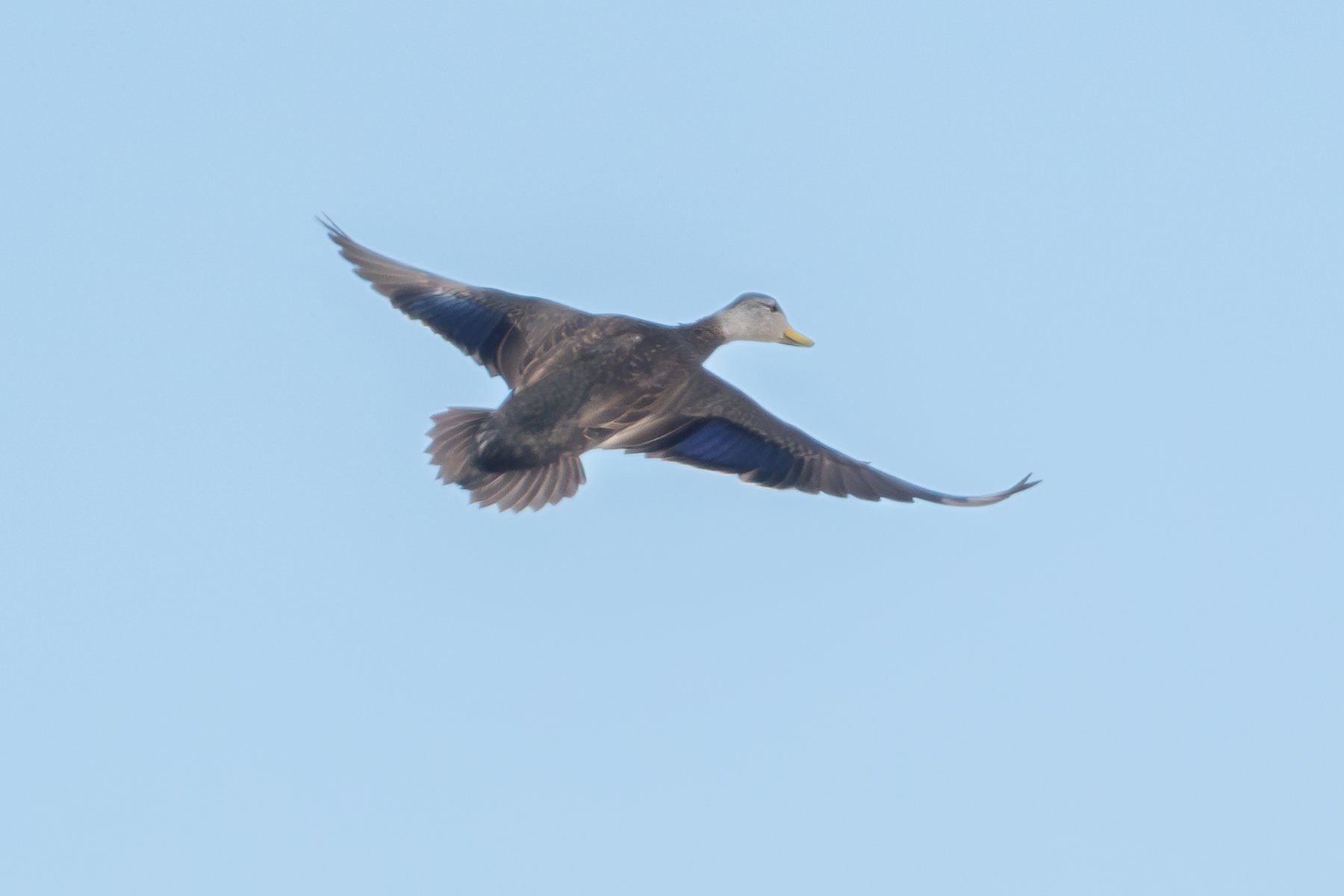  A male American Black Duck in flight in mid-winter. Note the dark body feathers contrasting with the paler head and neck, the yellow bill, the lack of white tail feathers, and the dark bluish-purple speculum with black borders (photo by Gary Shackel
