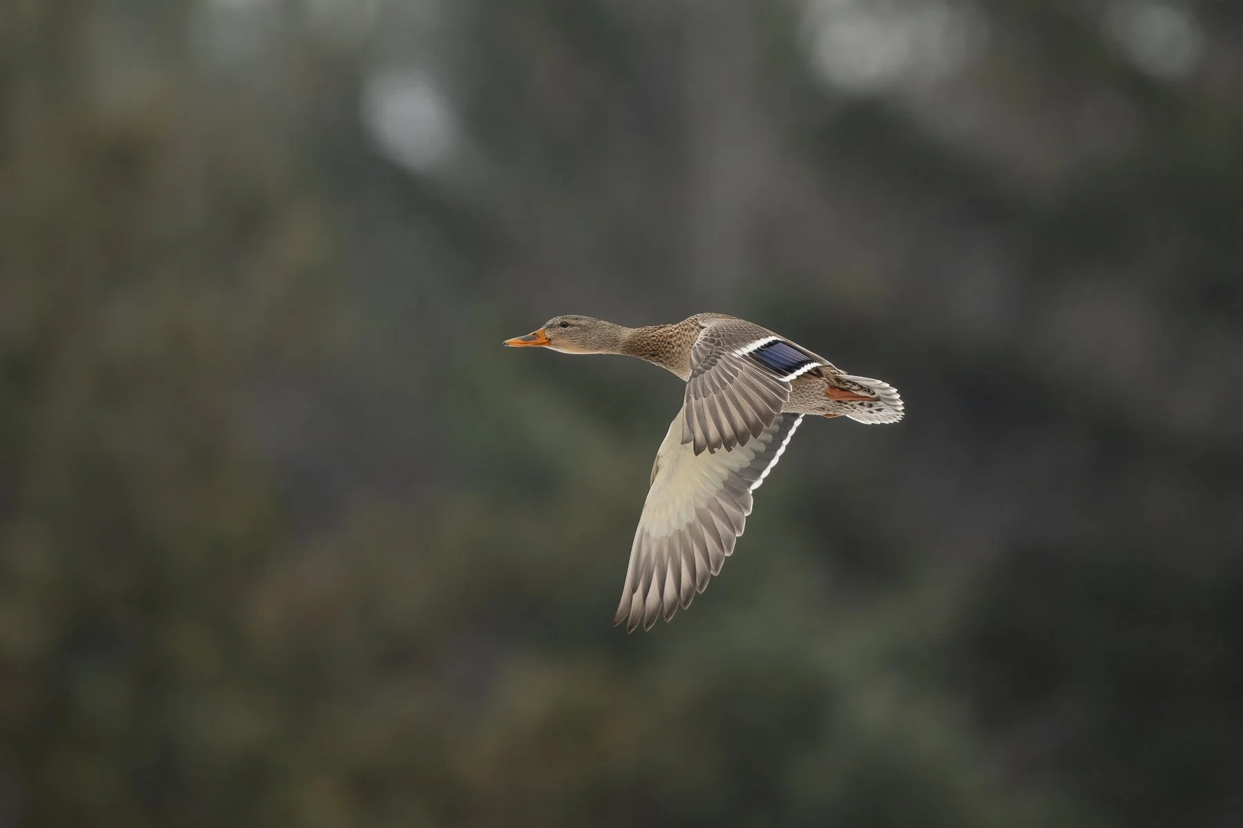  An adult female Mallard in flight, showing white tail feathers, pale gray underside of the wing, and an orange bill with a black saddle. The iridescent bluish speculum is bordered both anteriorly and posteriorly by bold white bars (photo by Gary Sha