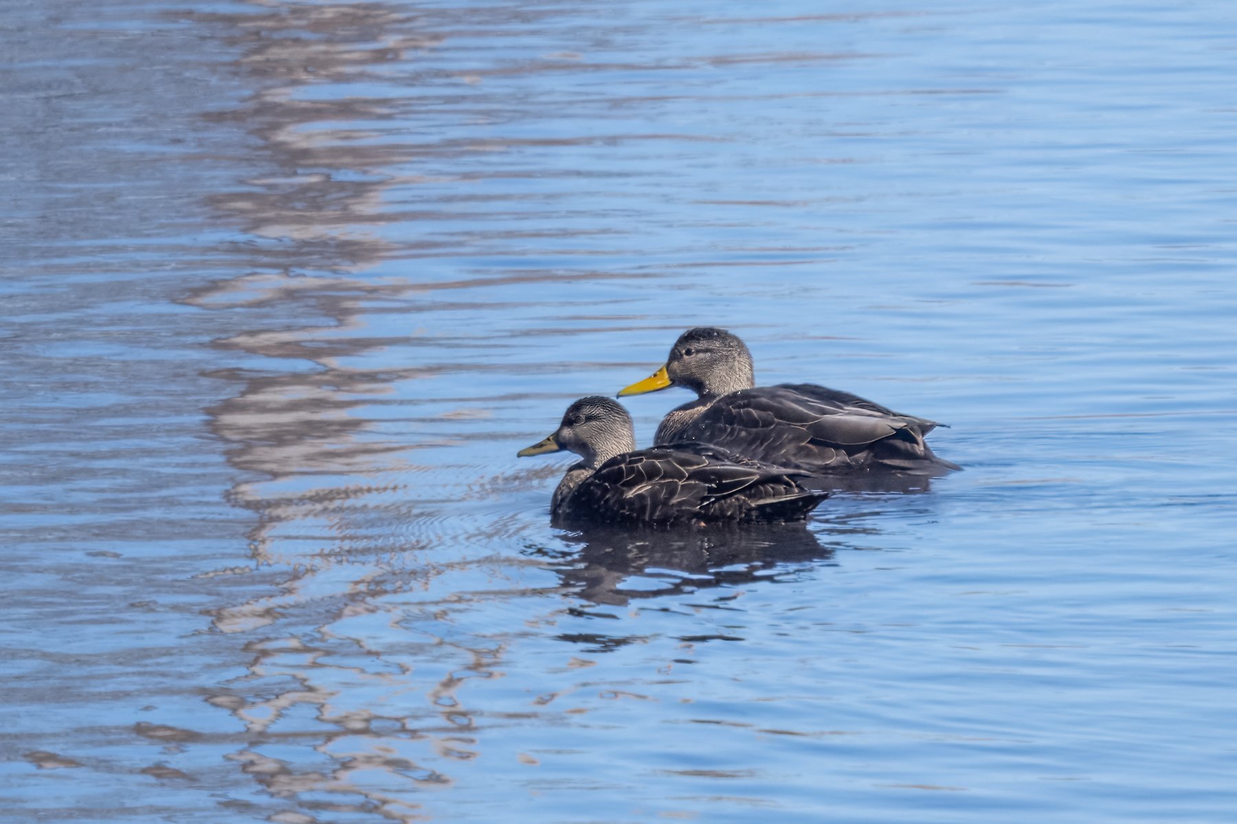  A pair of American Black Ducks in mid-winter. Note the more uniformly dark body and tail feathers contrasting with the paler, streaked heads. The bill of the male is yellow; the bill of the female is dark olive (photo by Gary Shackelford). 