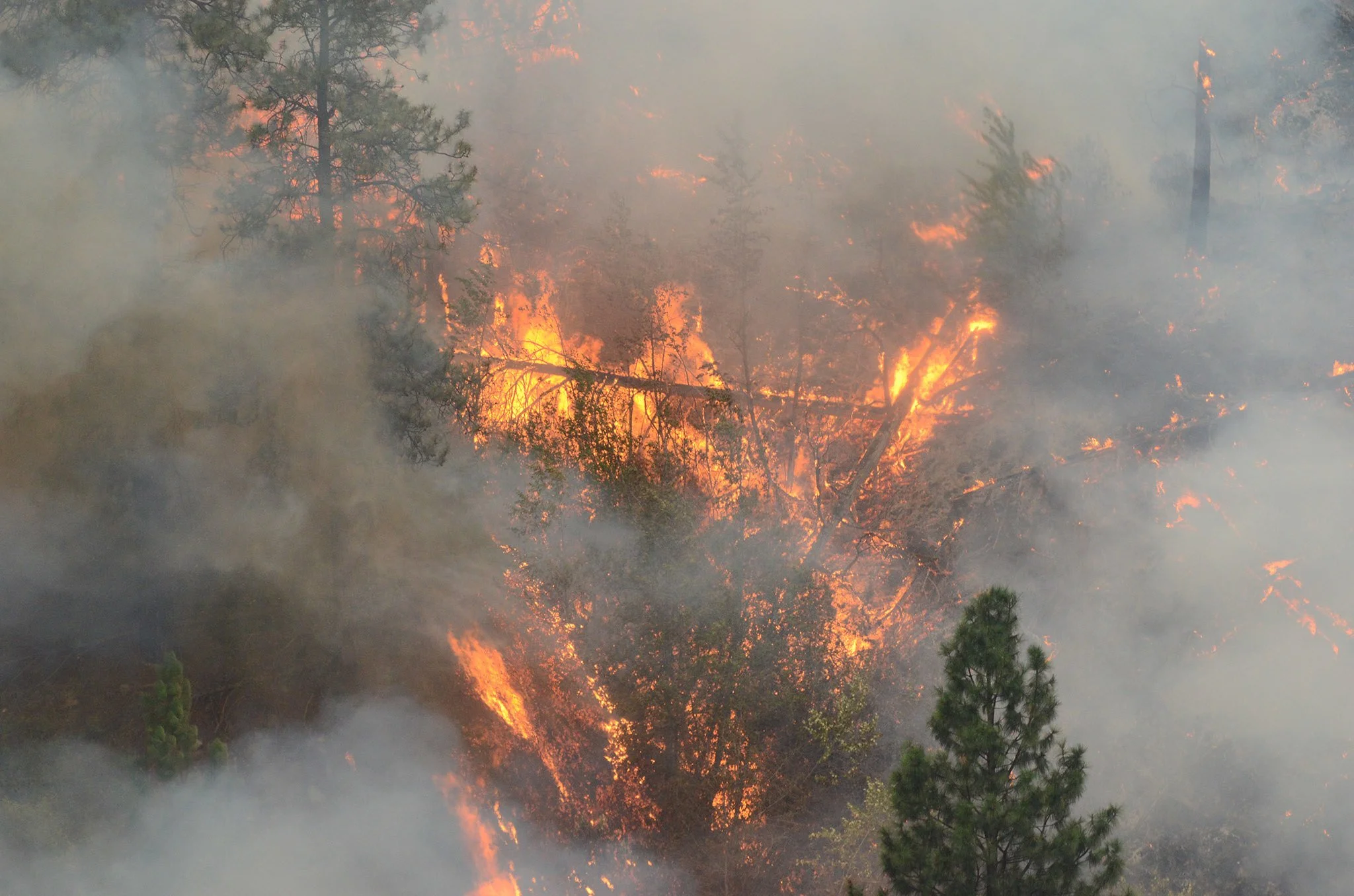 Out of the Fire, Into the Smoke: Emerging understanding of the effects of smoke disturbance on birds