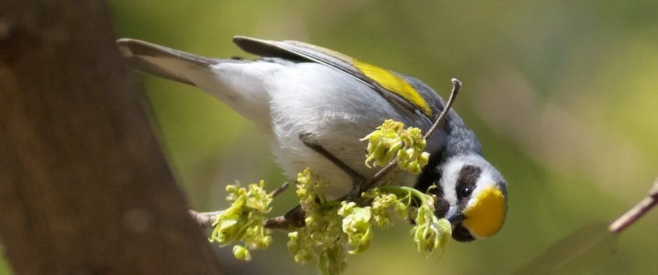 Coffee &amp; Chocolate Tasting Events - for the birds!