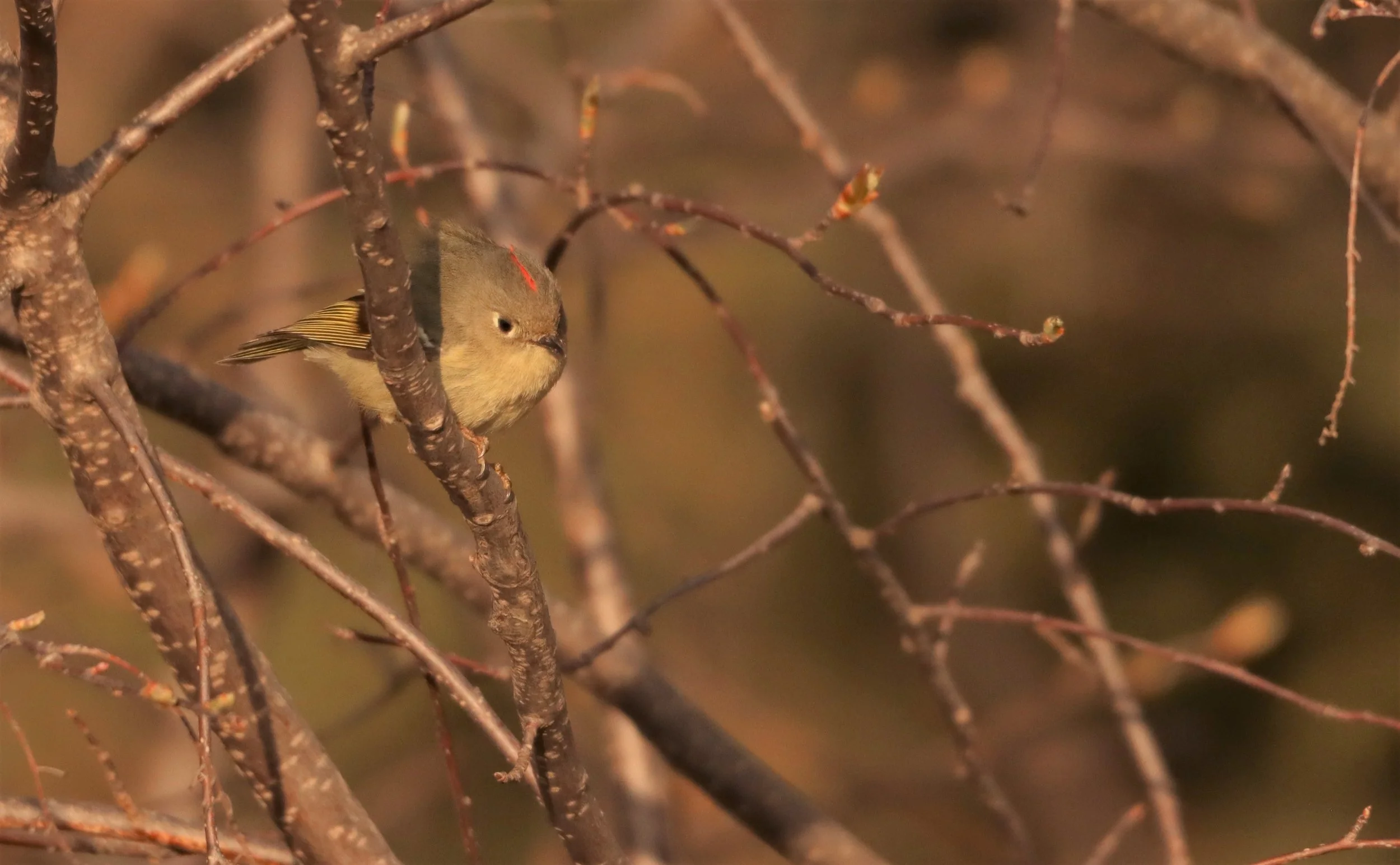 Kinglets