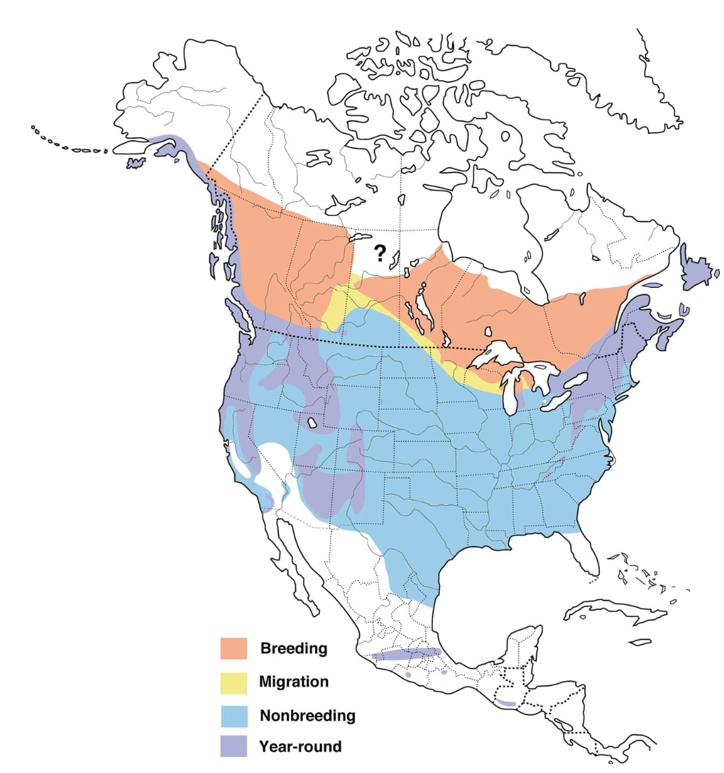   Golden-crowned Kinglet range (courtesy of Cornell Lab of Ornithology)  