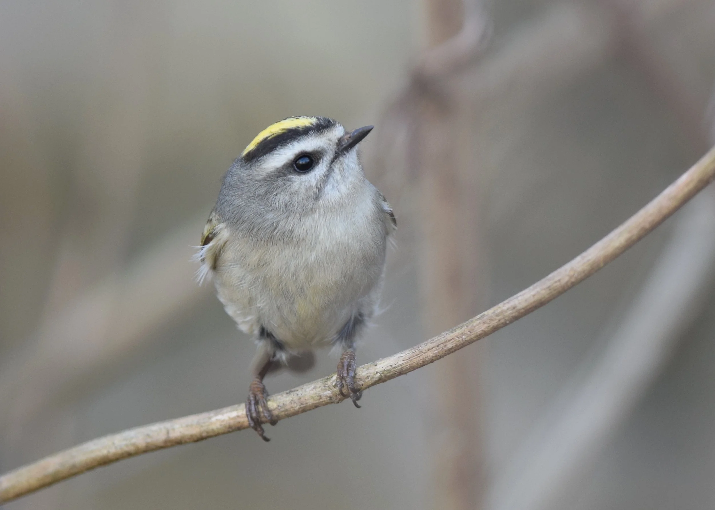   Golden-crowned Kinglet (photo by Andy Reago &amp; Chrissy McClarren).  