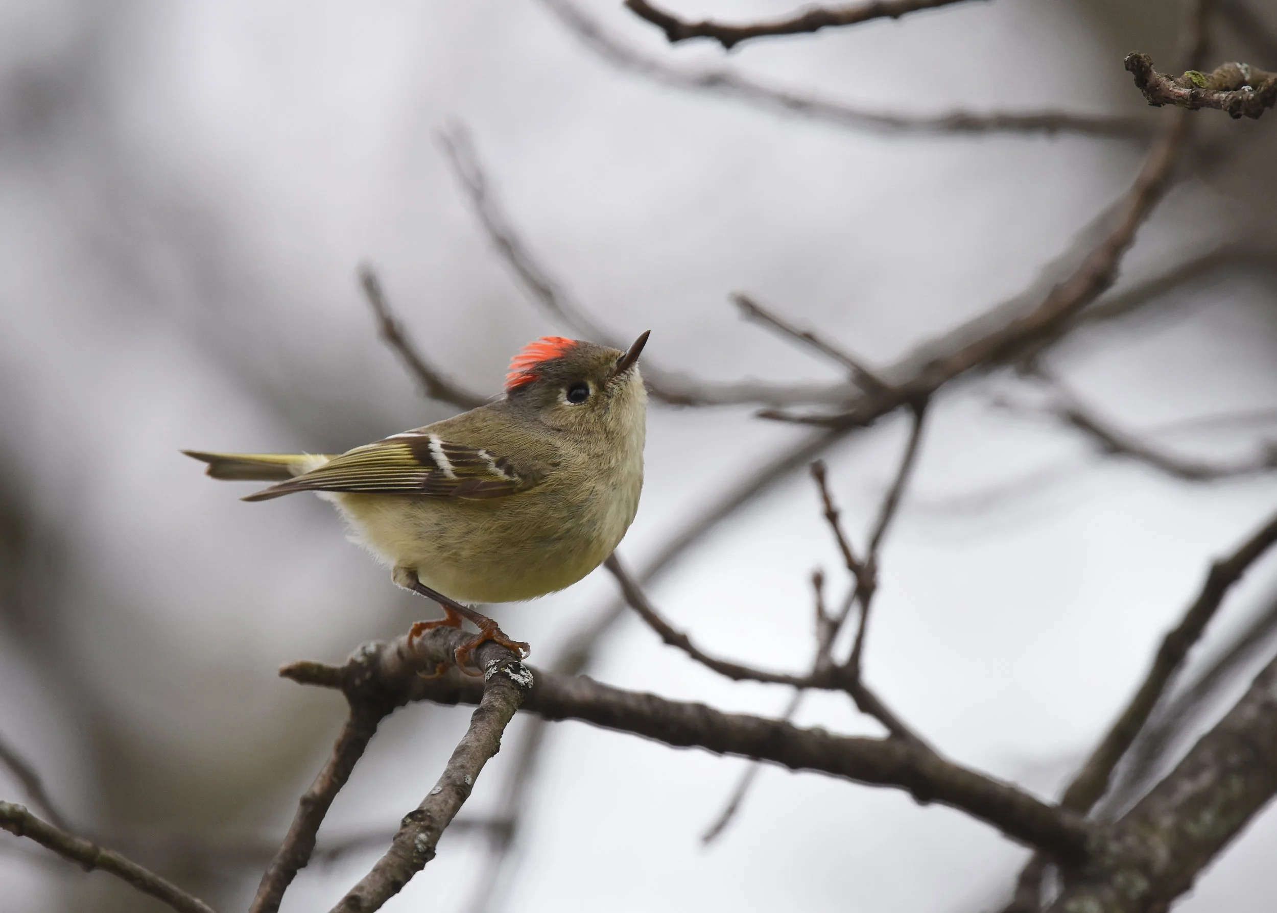   Golden-crowned Kinglet (photo by Andy Reago &amp; Chrissy McClarren).  