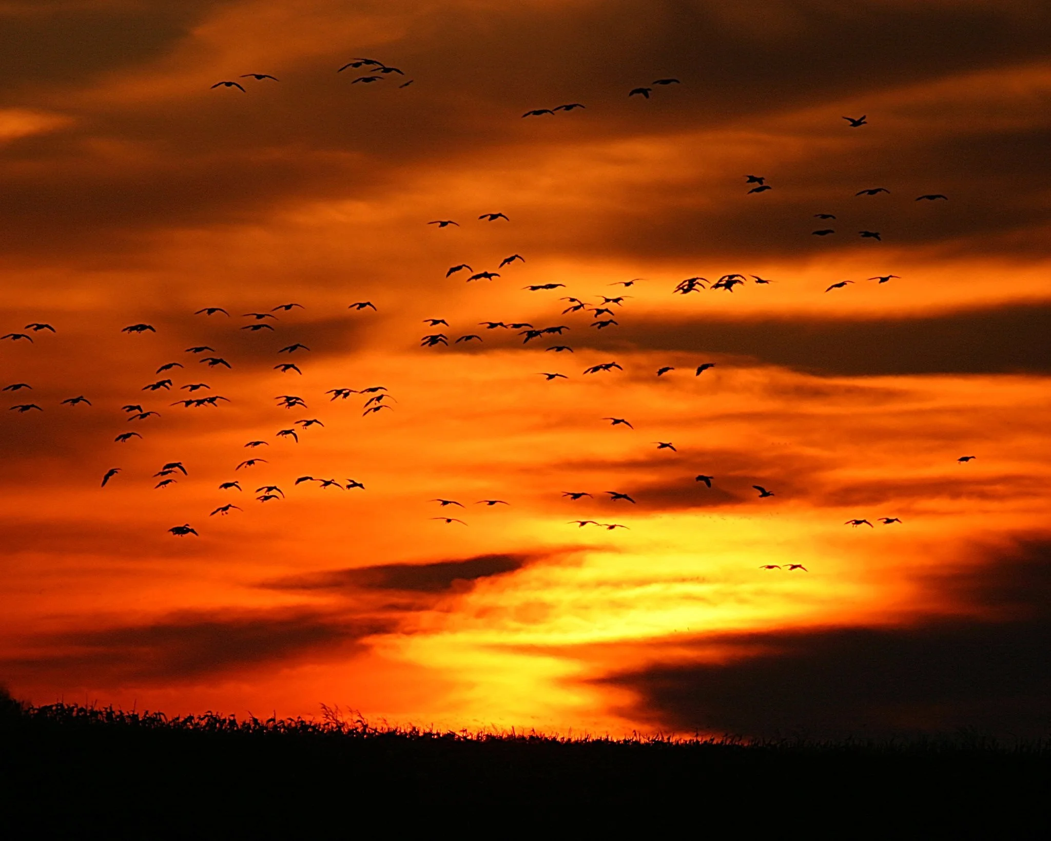 Movement, Nature, Art, Service, and Belonging