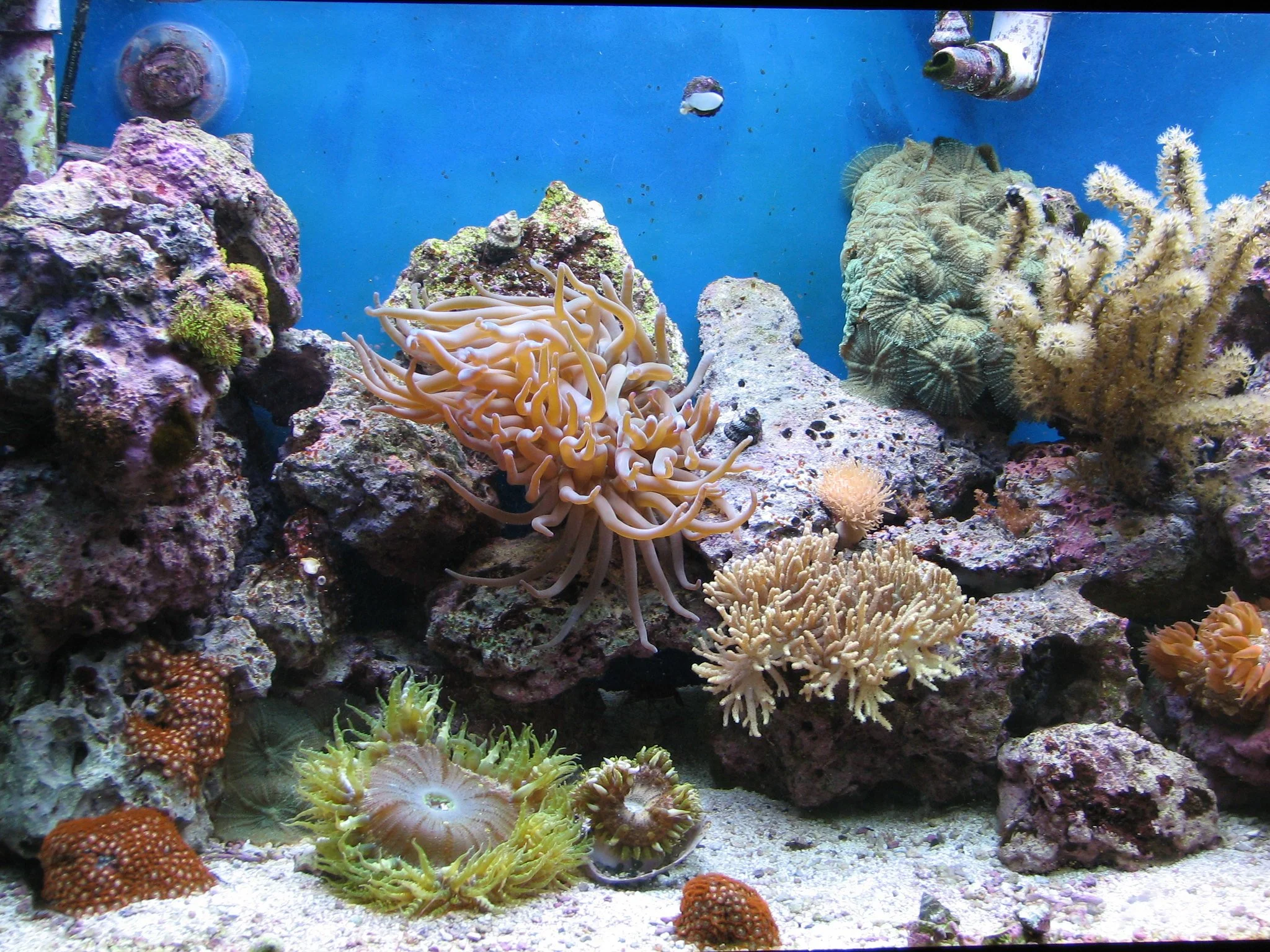 Nature Journaling: Coral