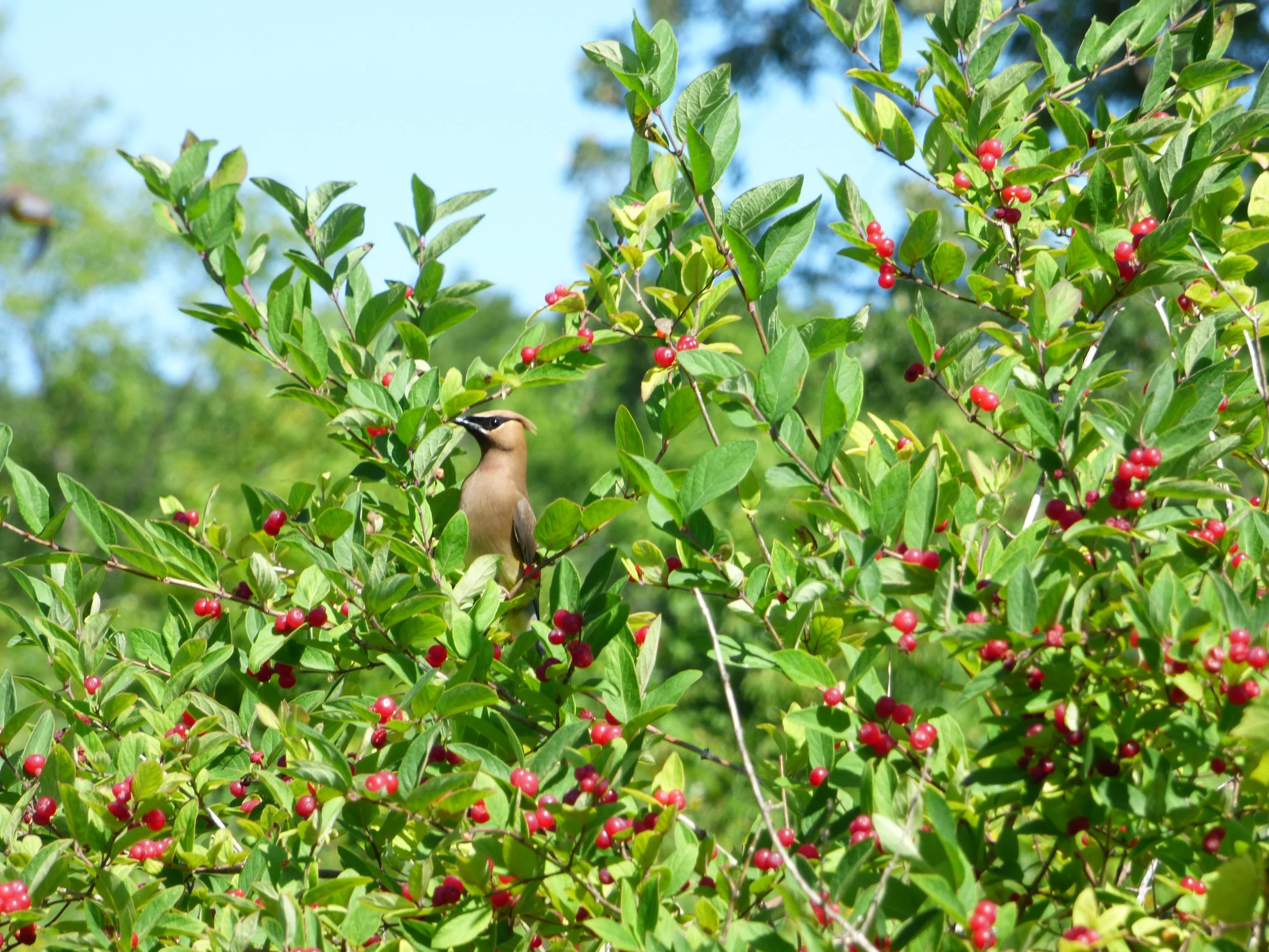 Gardening for Winged Wonders