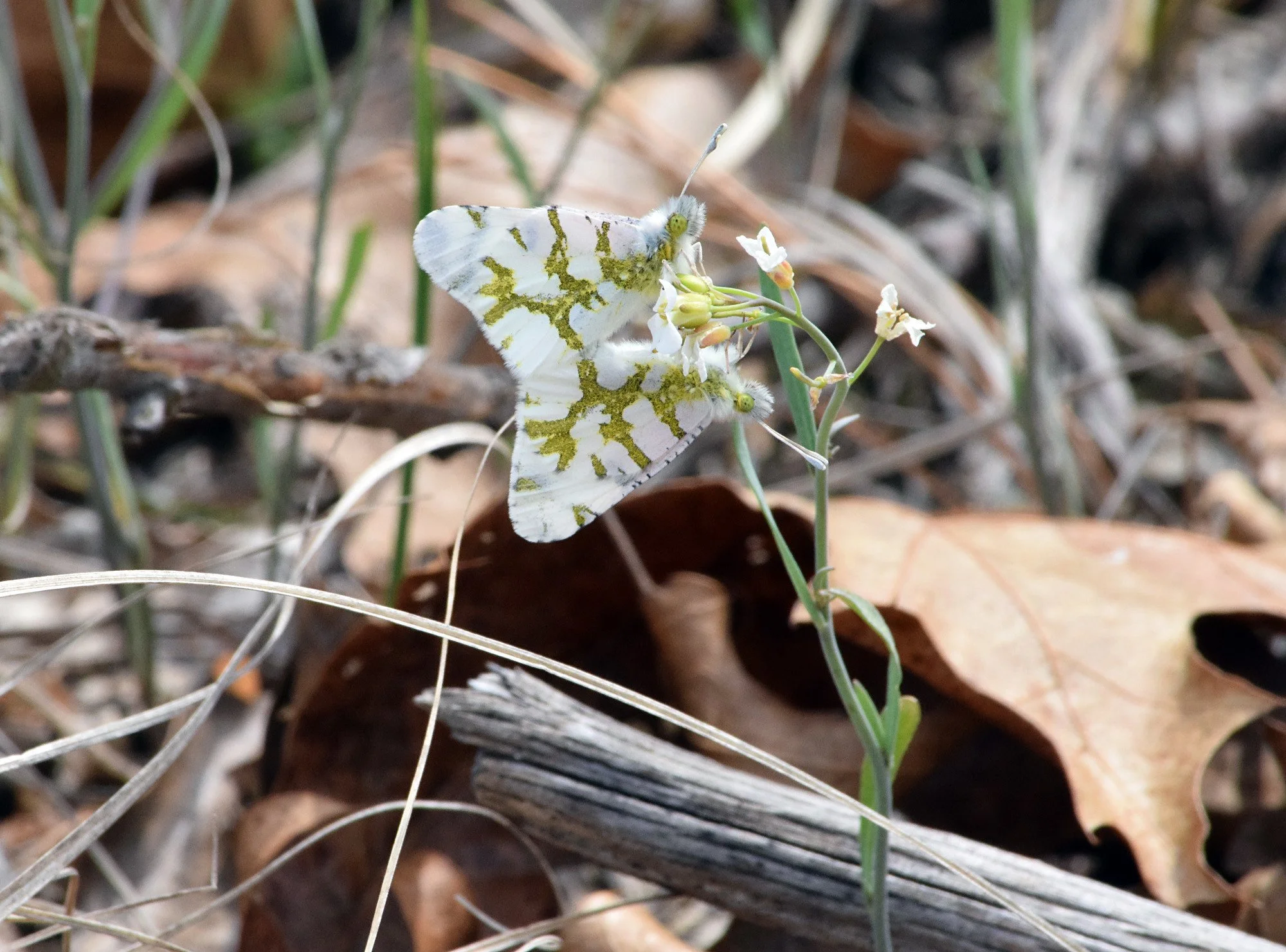 Butterflies of Turville Trail, Mirror Lake State Park