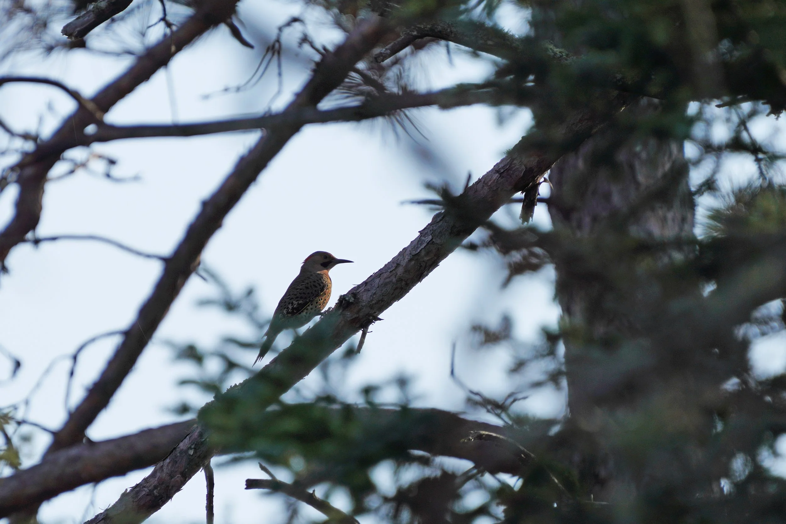 2025 Poynette Christmas Bird Count