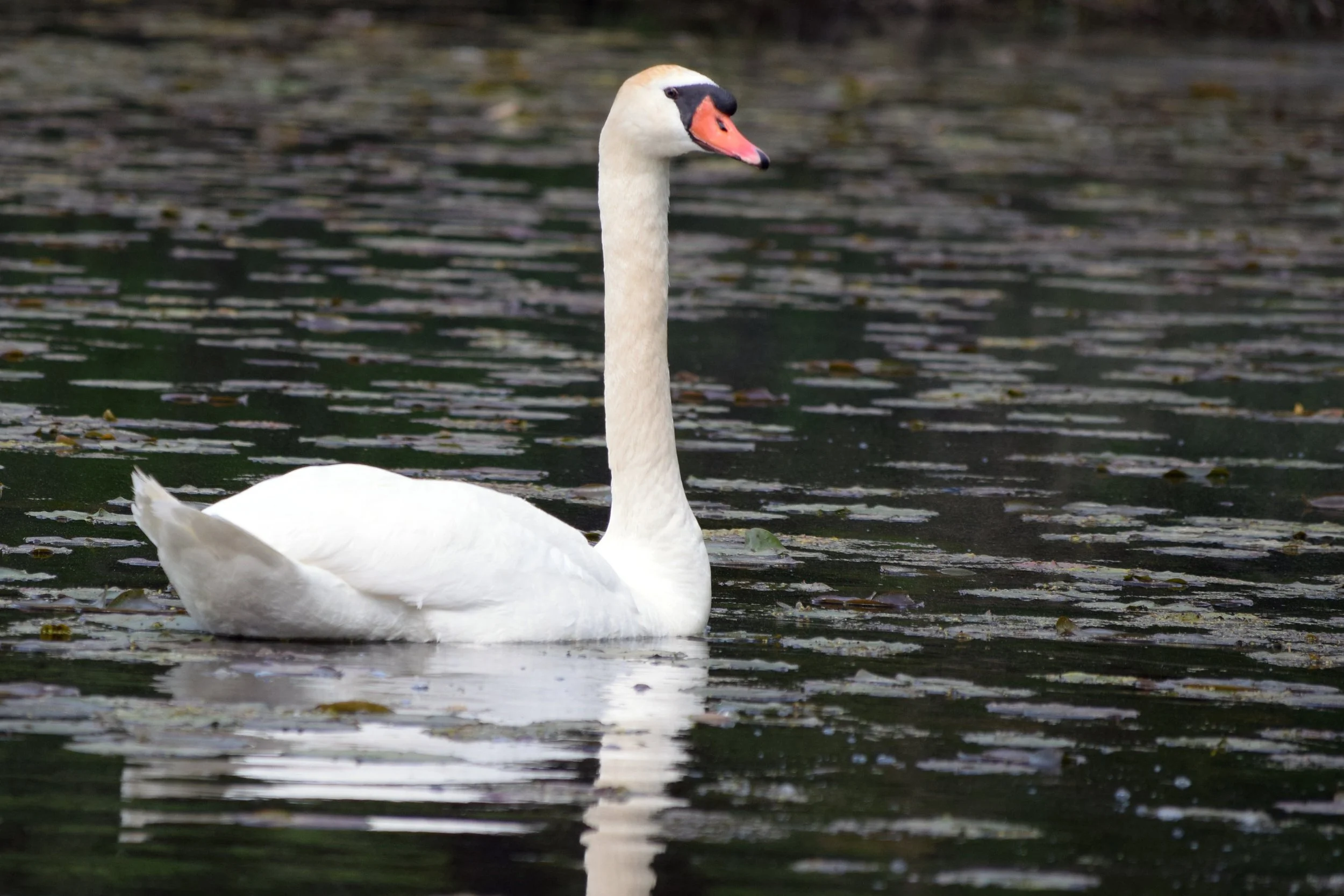   Mute Swan, an invasive species in Wisconsin (photo by Jessica Piispanen/USFWS).  