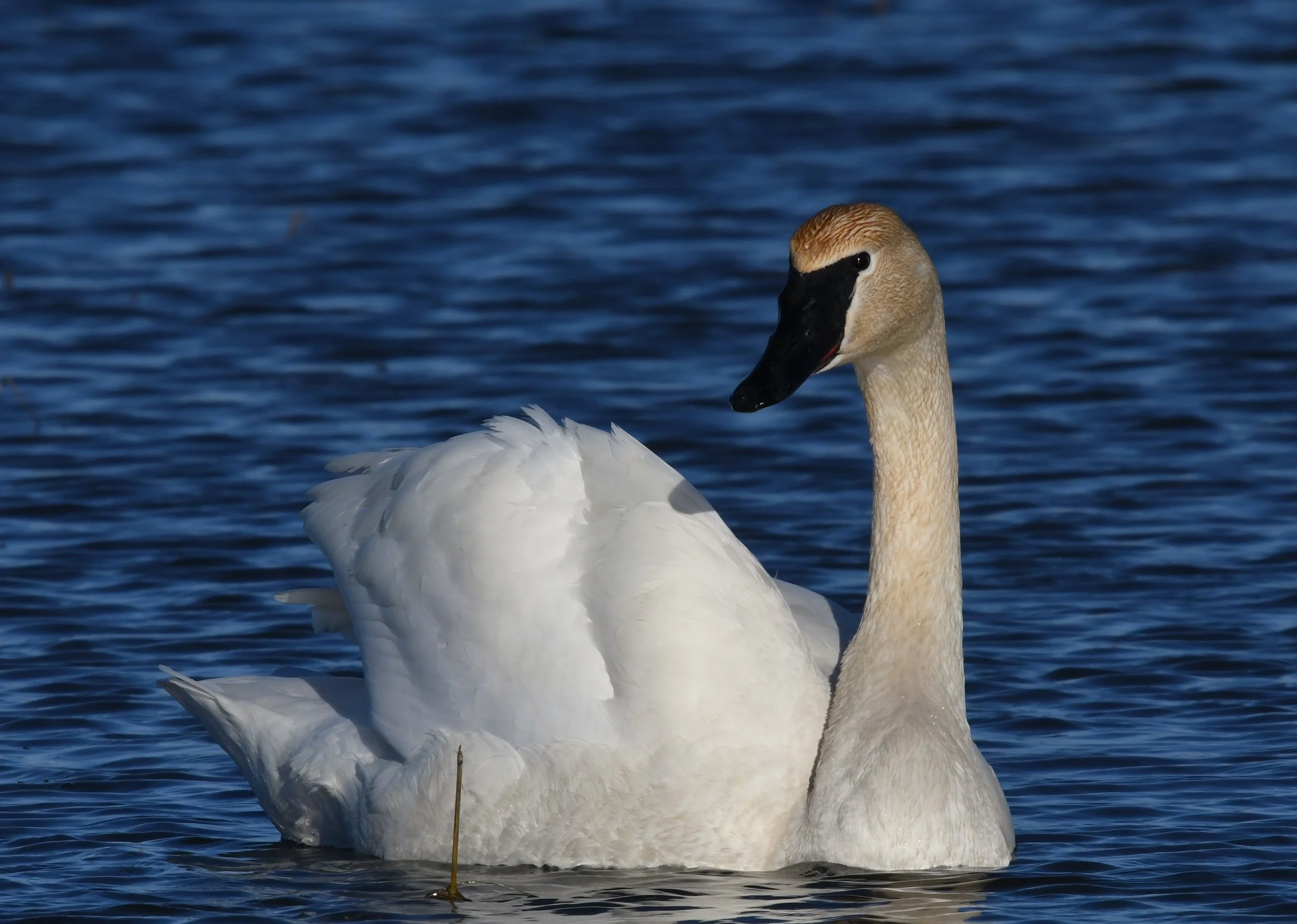   Trumpeter Swan (photo by Jim Hudgins/USFWS).  