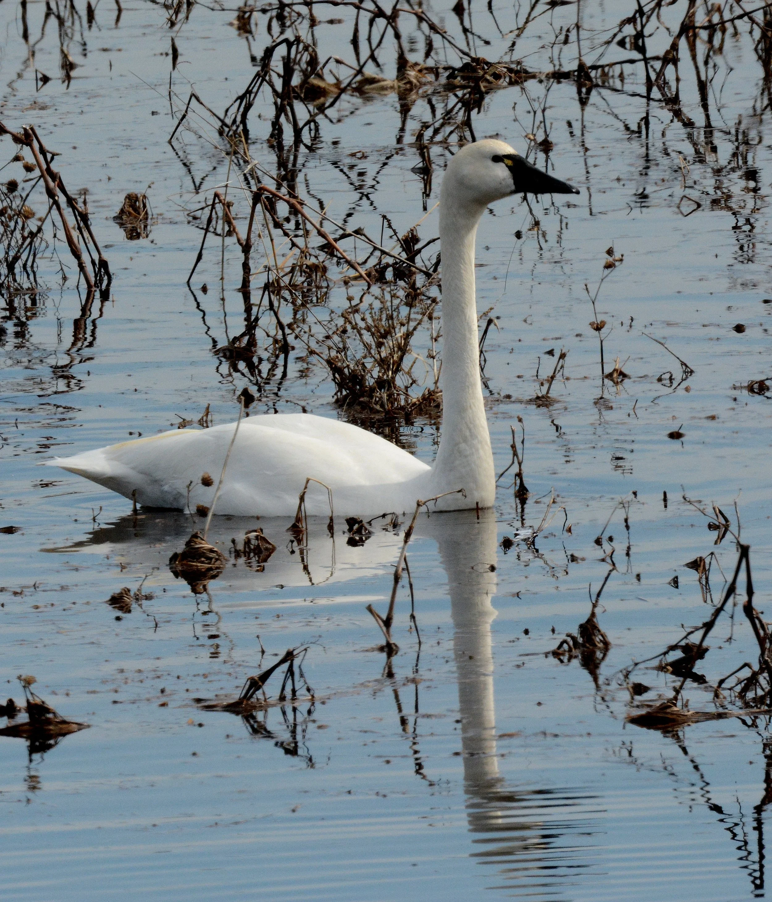   Tundra Swan (photo by Jim Hudgins/USFWS).  