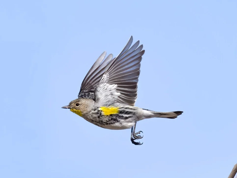 A Safer Migration: Reducing Songbird Collisions with Windows
