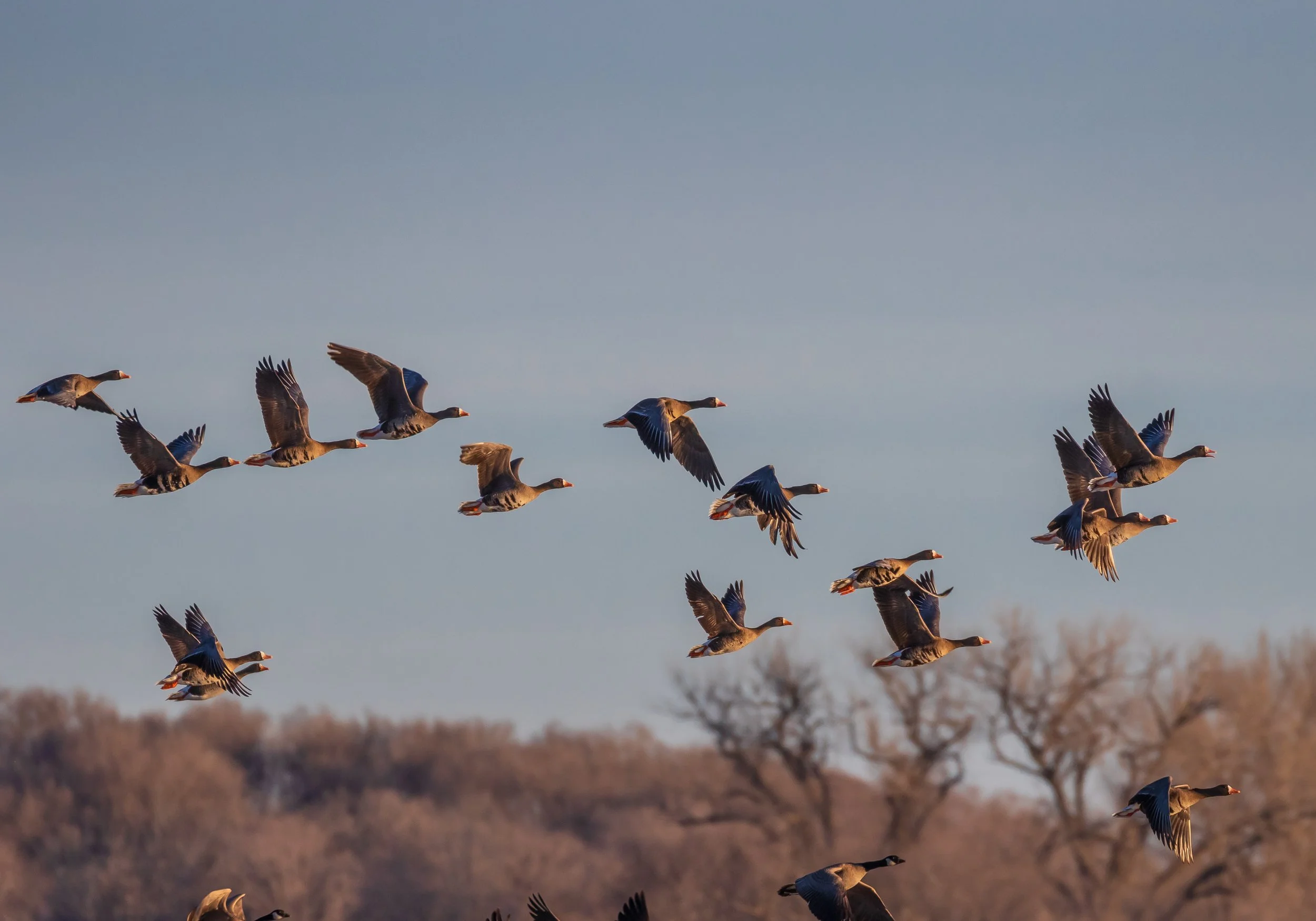 Greater White-fronted Goose