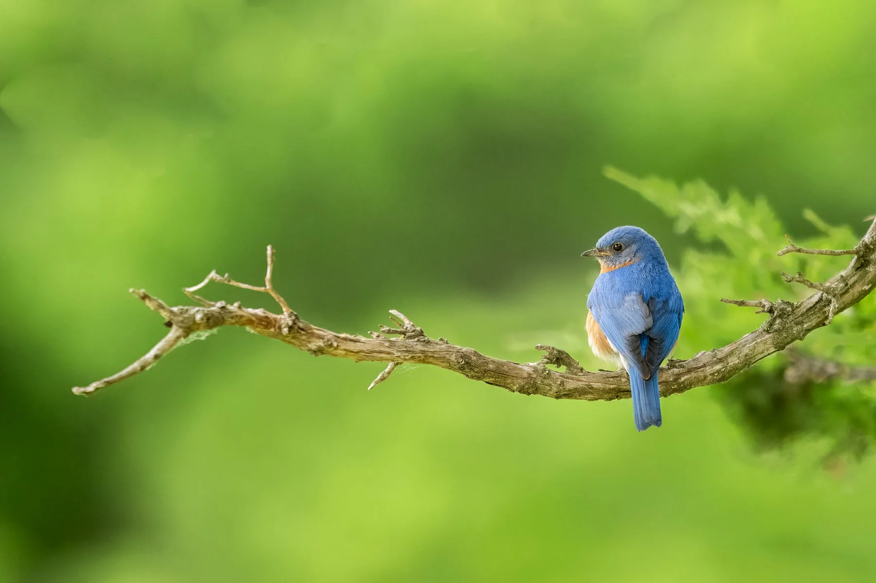 Eastern Bluebird