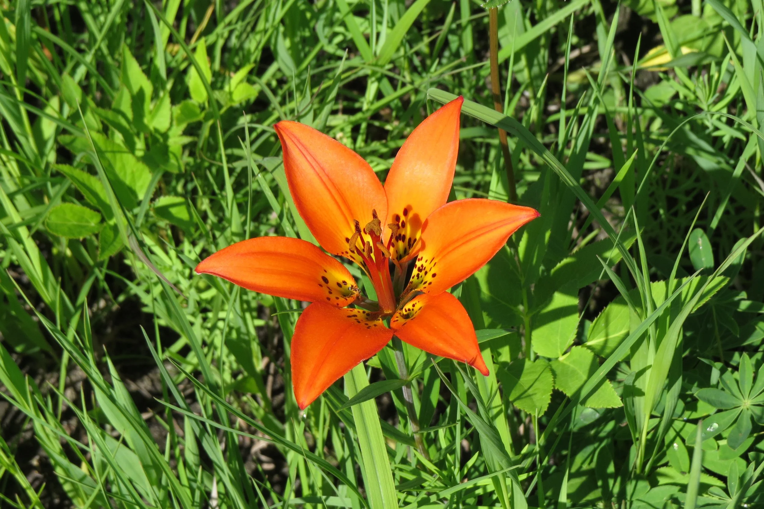 Biodiversity on our Columbia County lands: iNaturalist project update