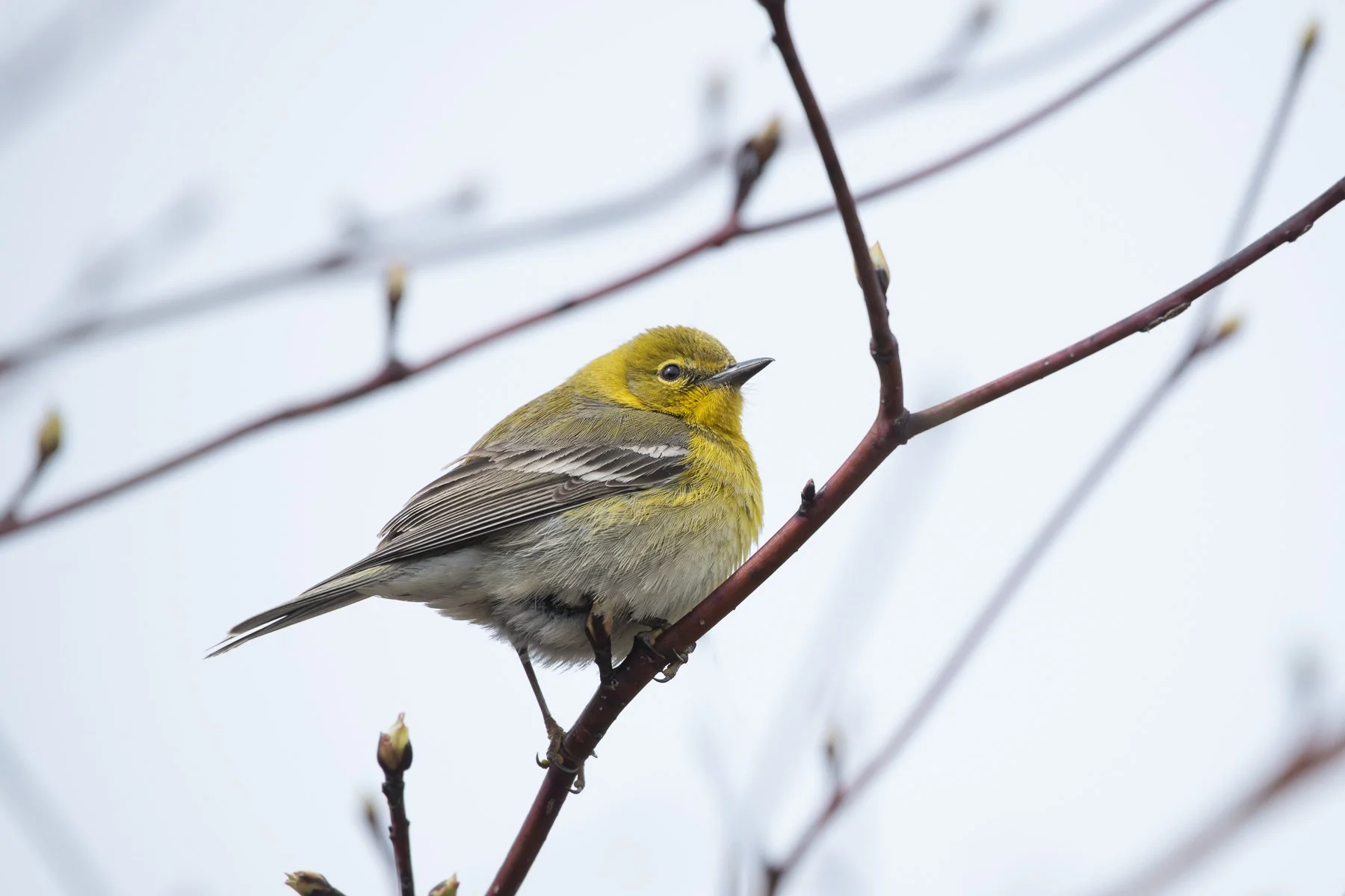 Pine Warbler