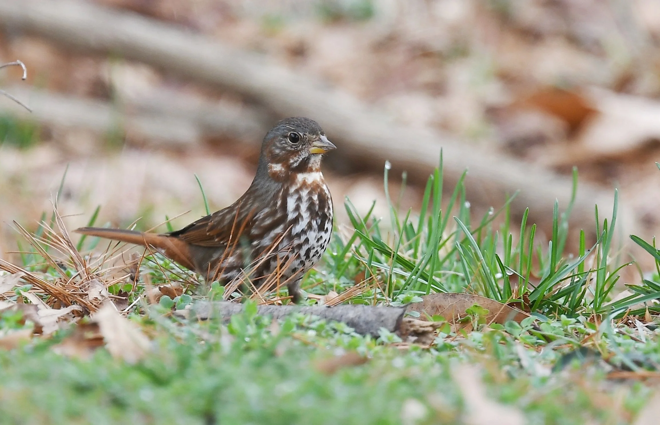 Fox Sparrow