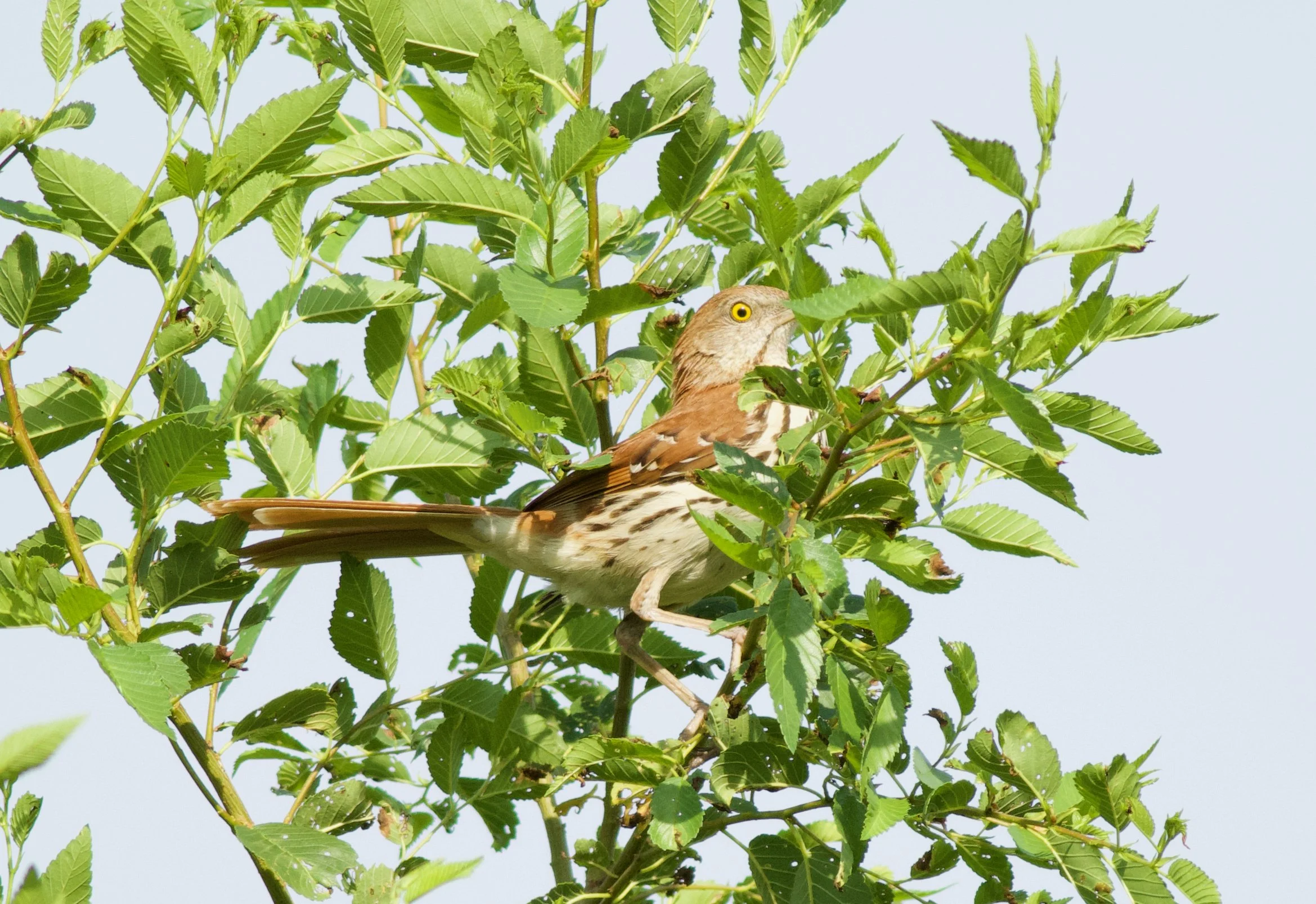 Brown Thrasher