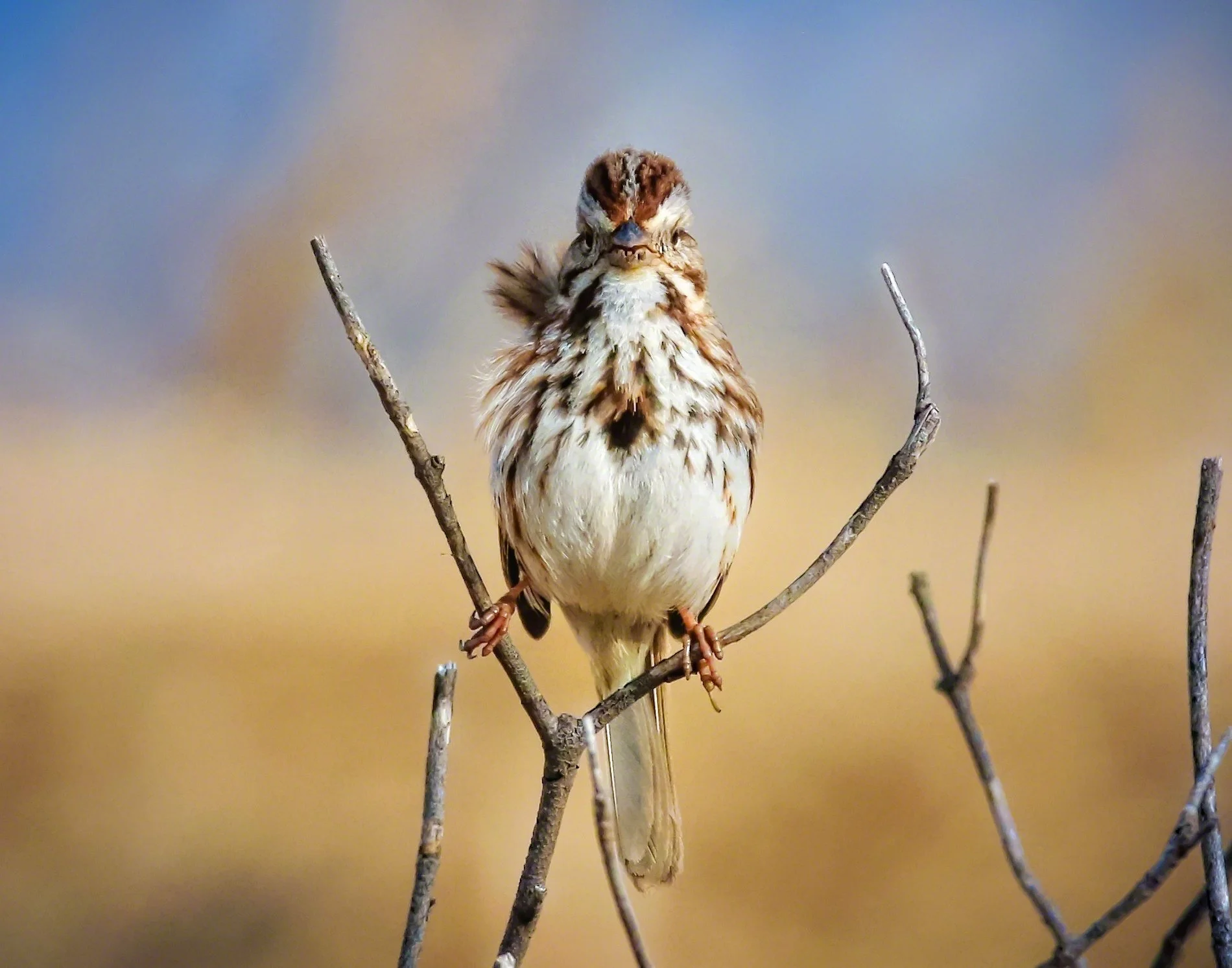 Song Sparrow (Monica Hall).
