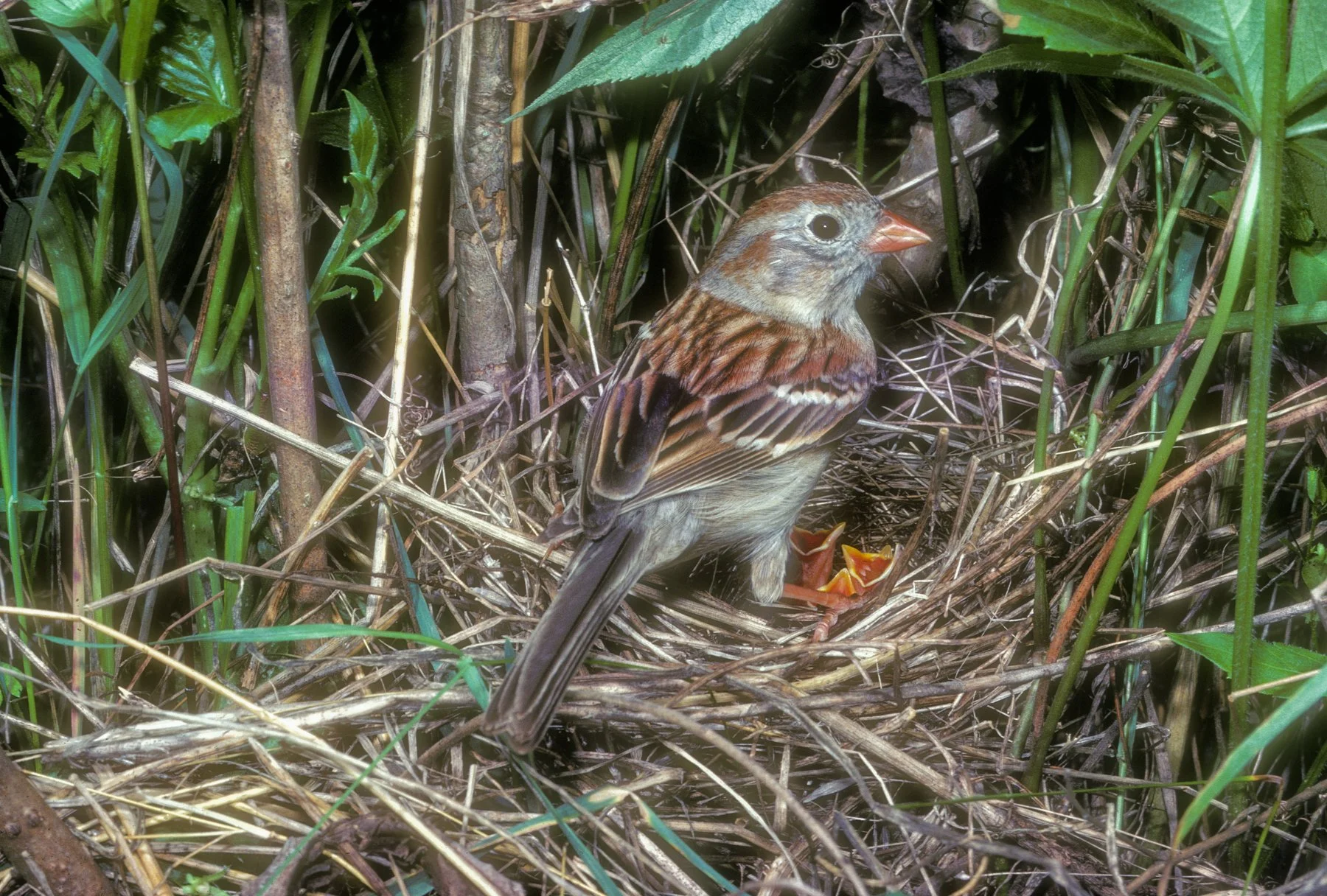   Field Sparrow at nest with young (photo by Gary Shackelford).  