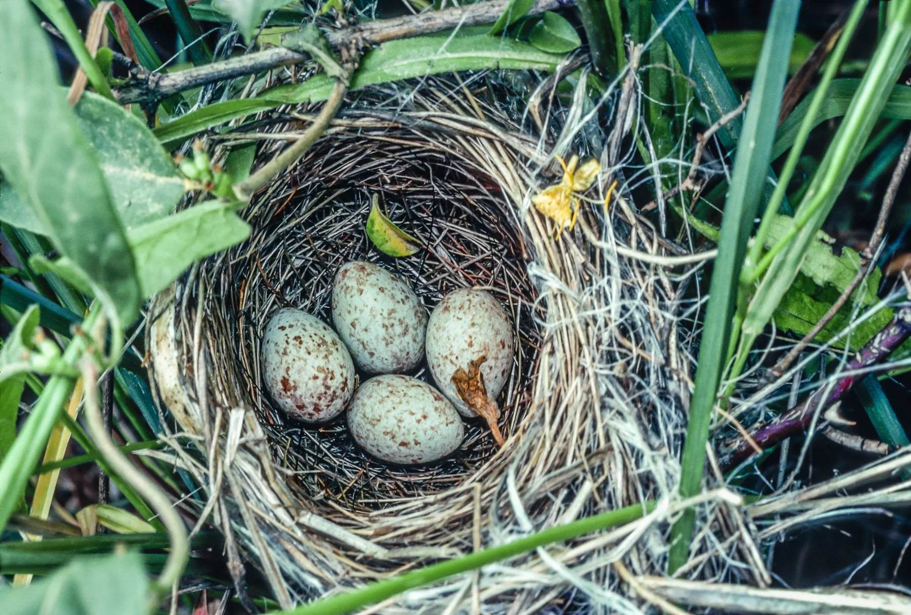   Field Sparrow nest containing four eggs (photo by Gary Shackelford).  