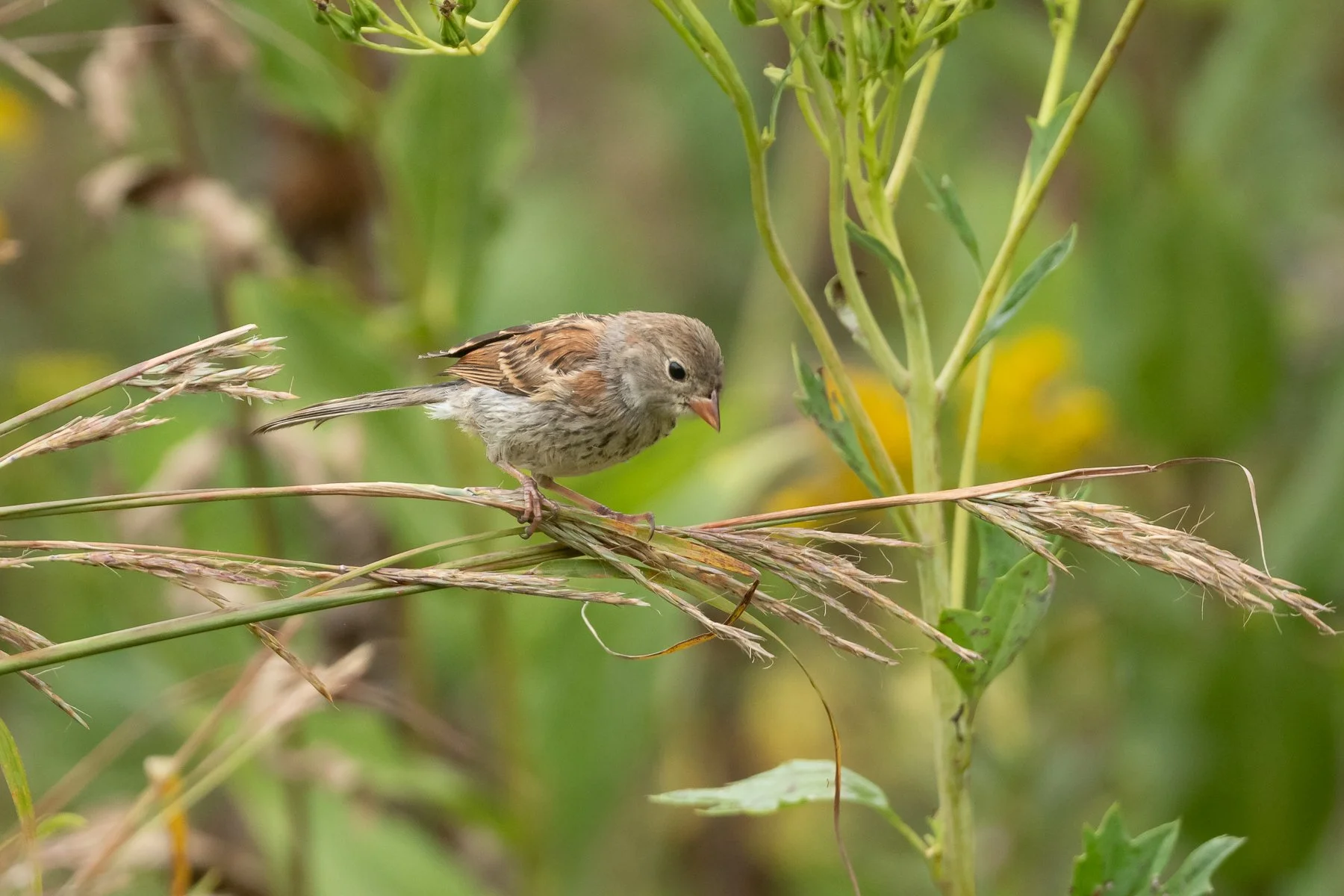 Field Sparrow