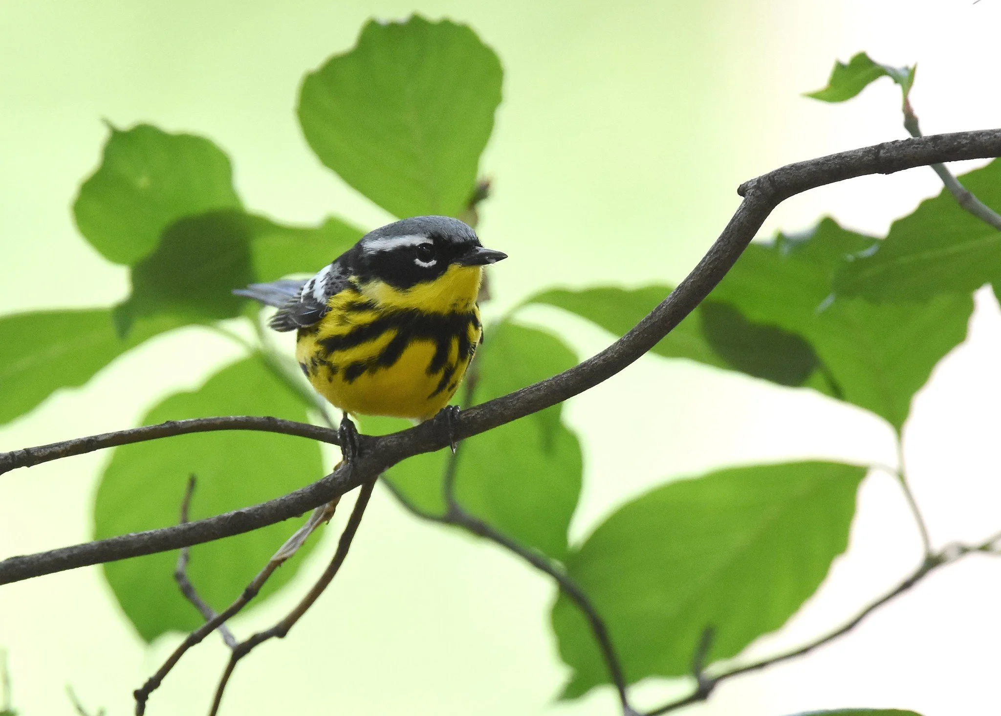 Through the Looking Glass: Why Birds Hit Windows and How to Stop It