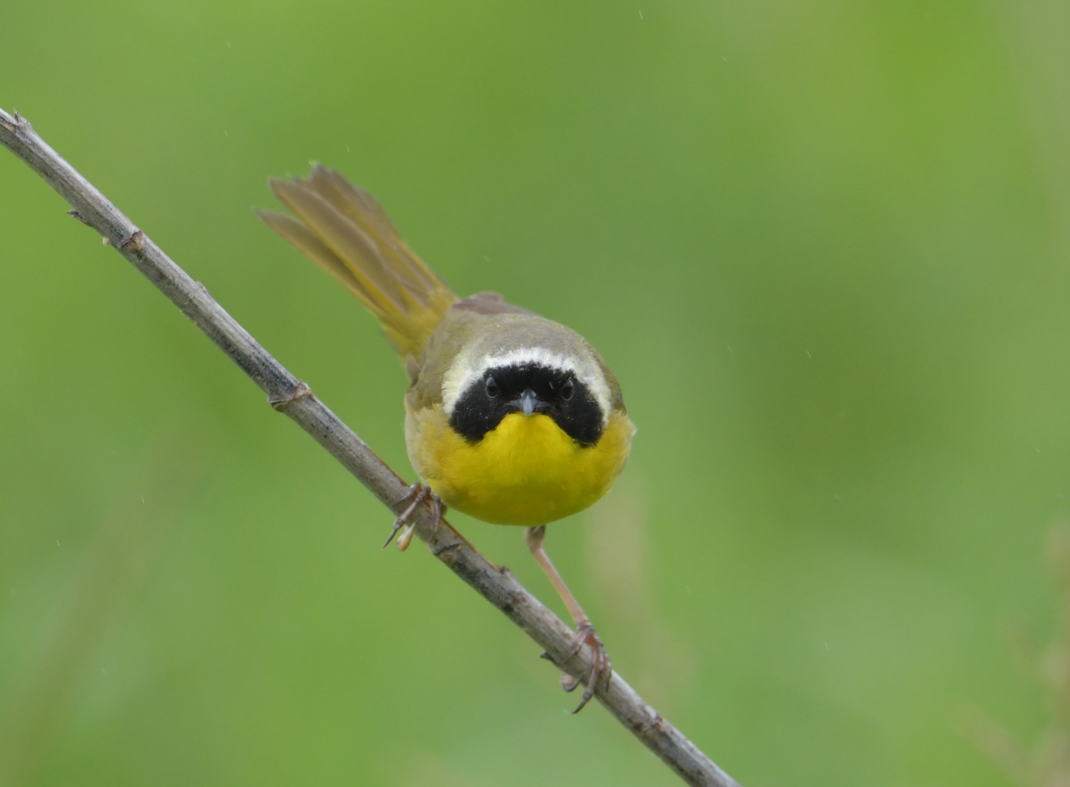 Common Yellowthroat (Dave Rihn)
