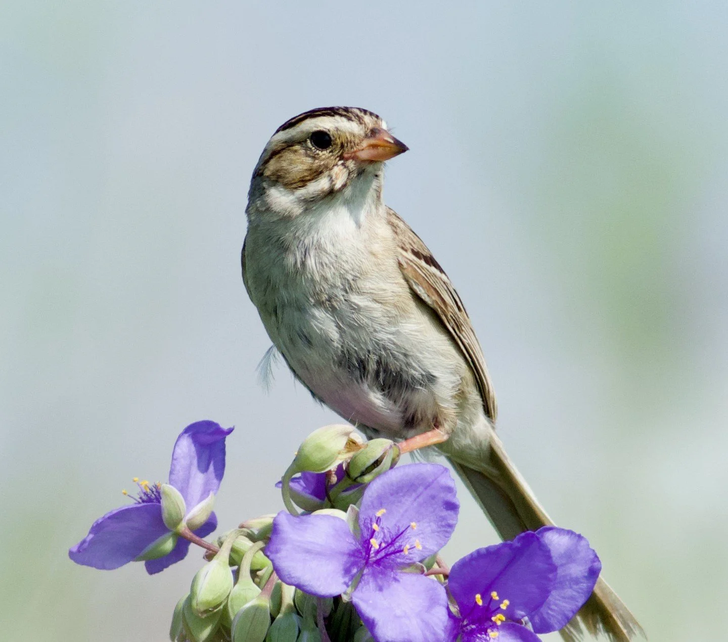 Clay-colored Sparrow (Arlene Koziol)