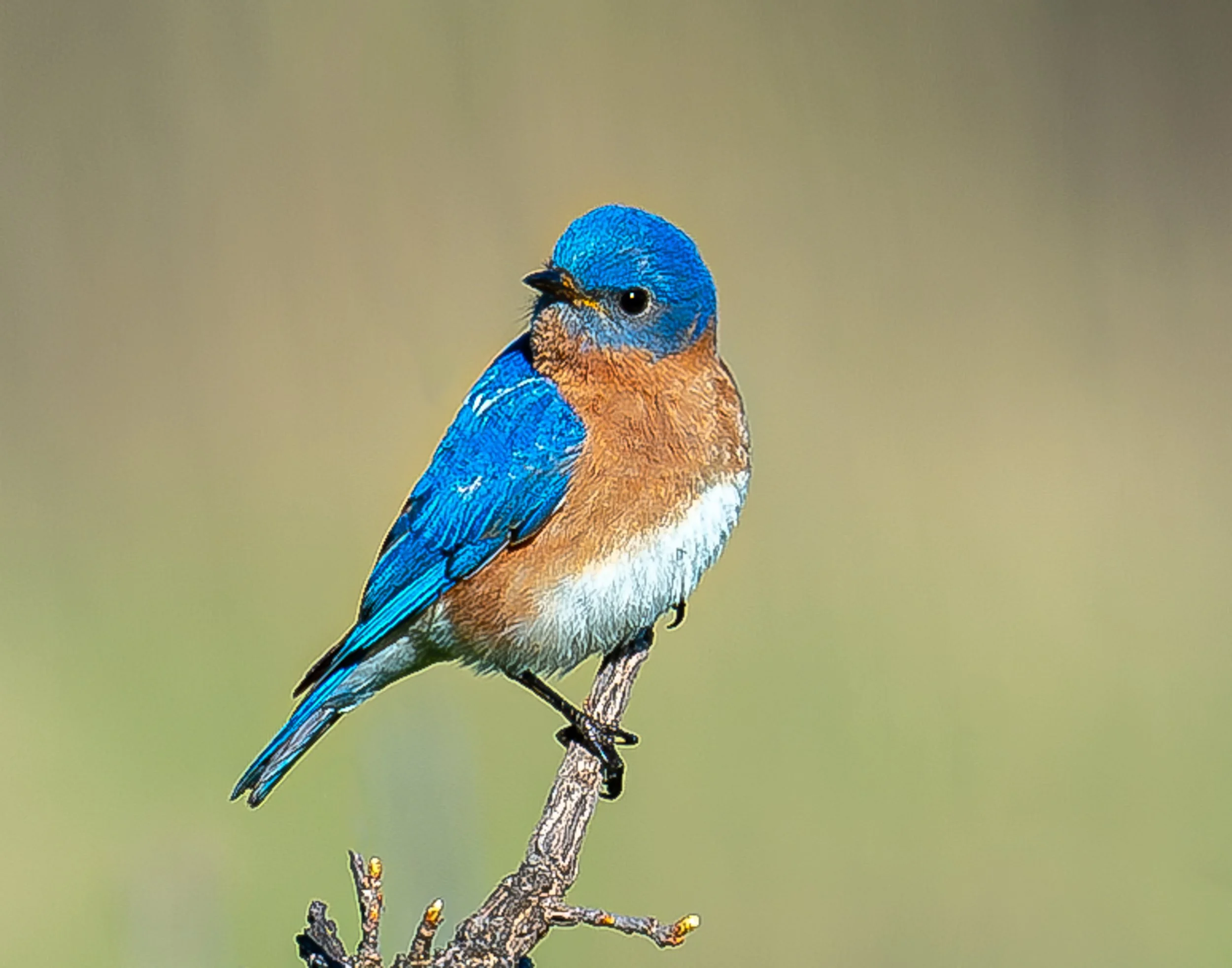 Eastern Bluebird (Jeff Galligan)