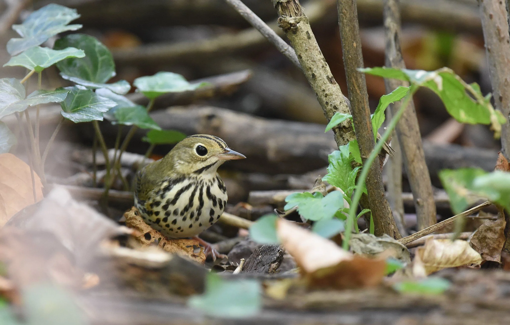 Bird Trivia &amp; Fundraiser for Bird-safe Glass