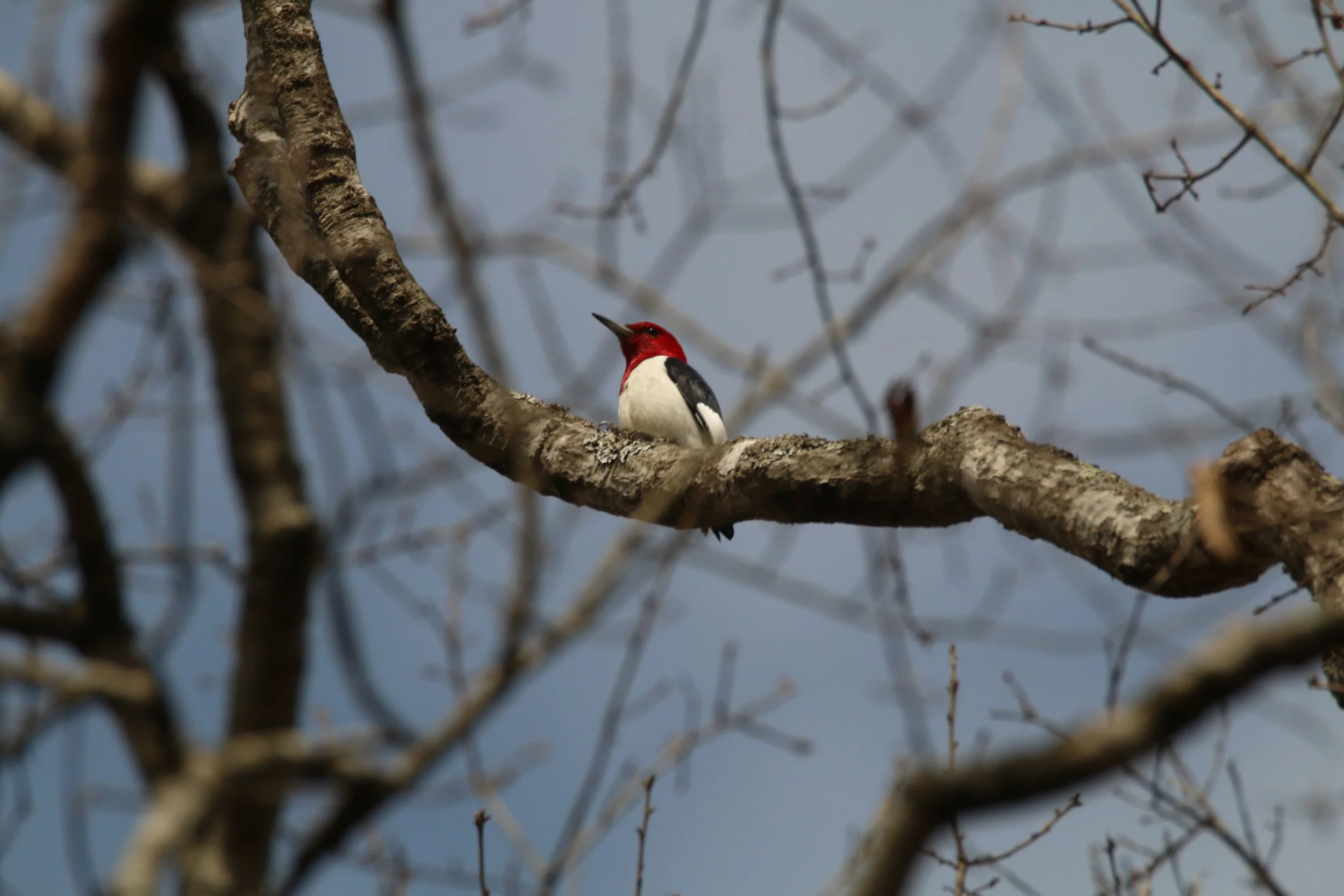 Birds and Restoration at Hillside Prairie