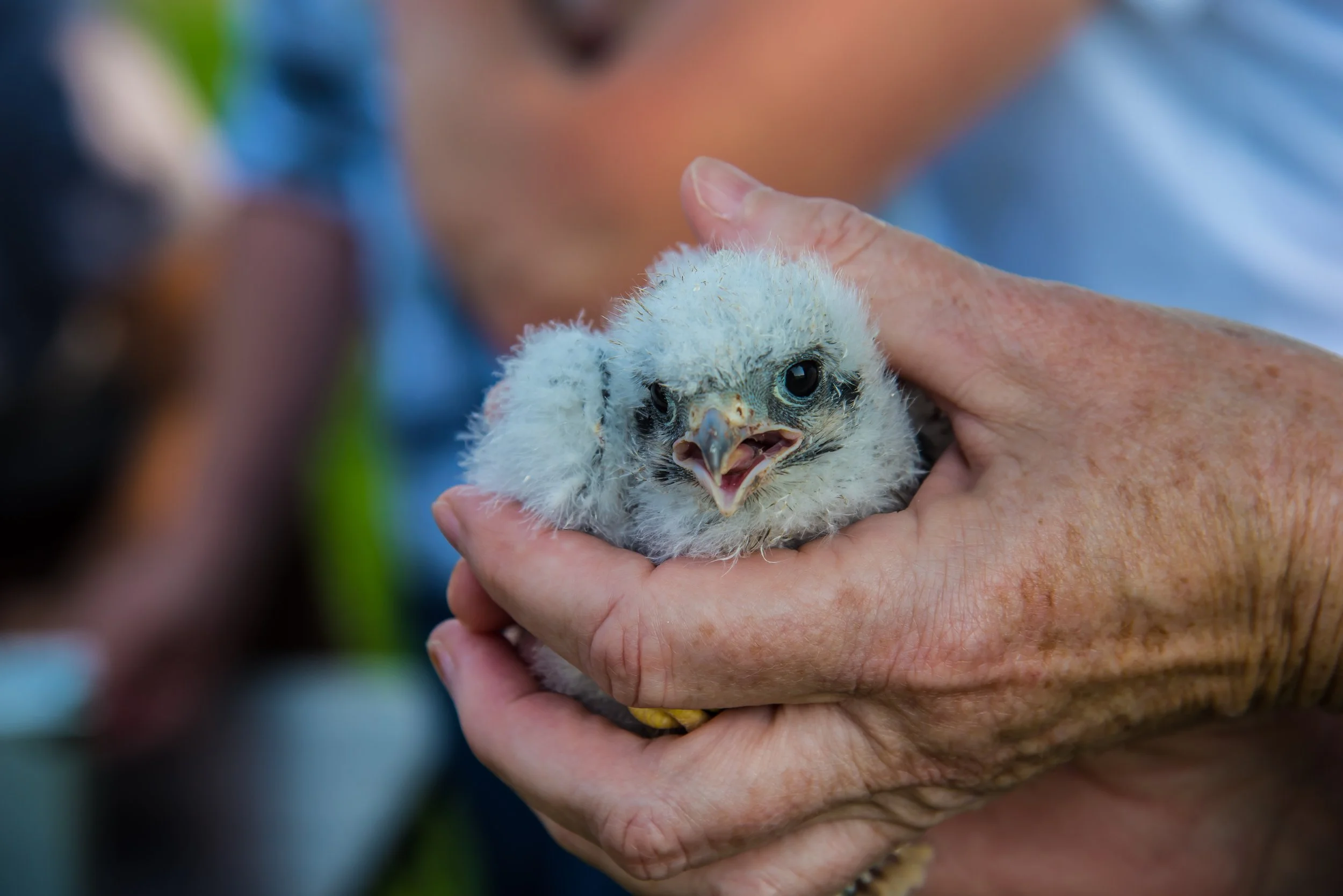 Kestrel Chick Banding - Dodgeville, WI area