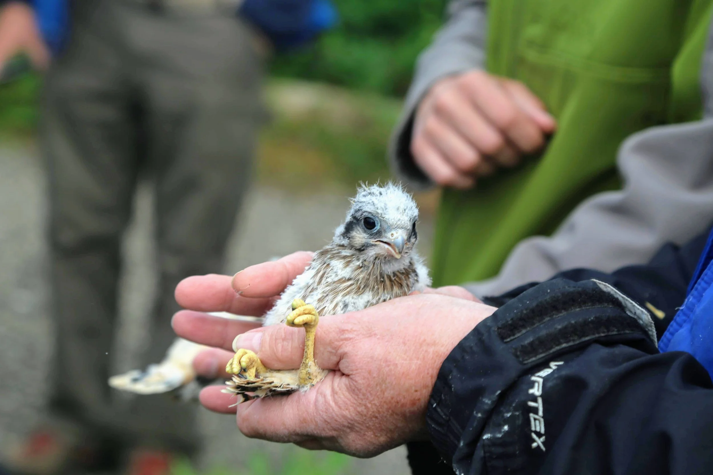 Kestrel Chick Banding - Poynette, WI area