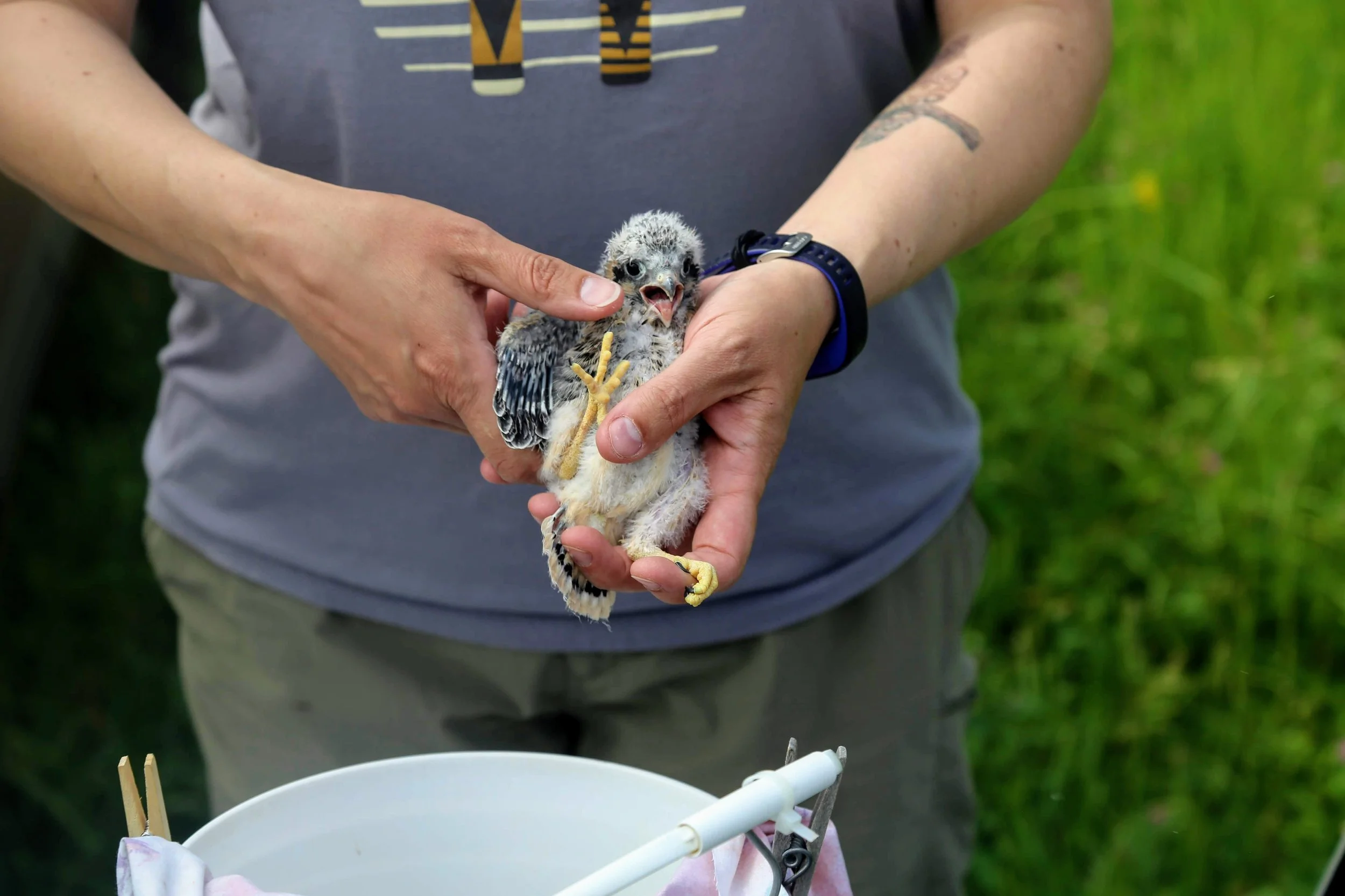 Kestrel Chick Banding - Goose Pond (Arlington) WI area