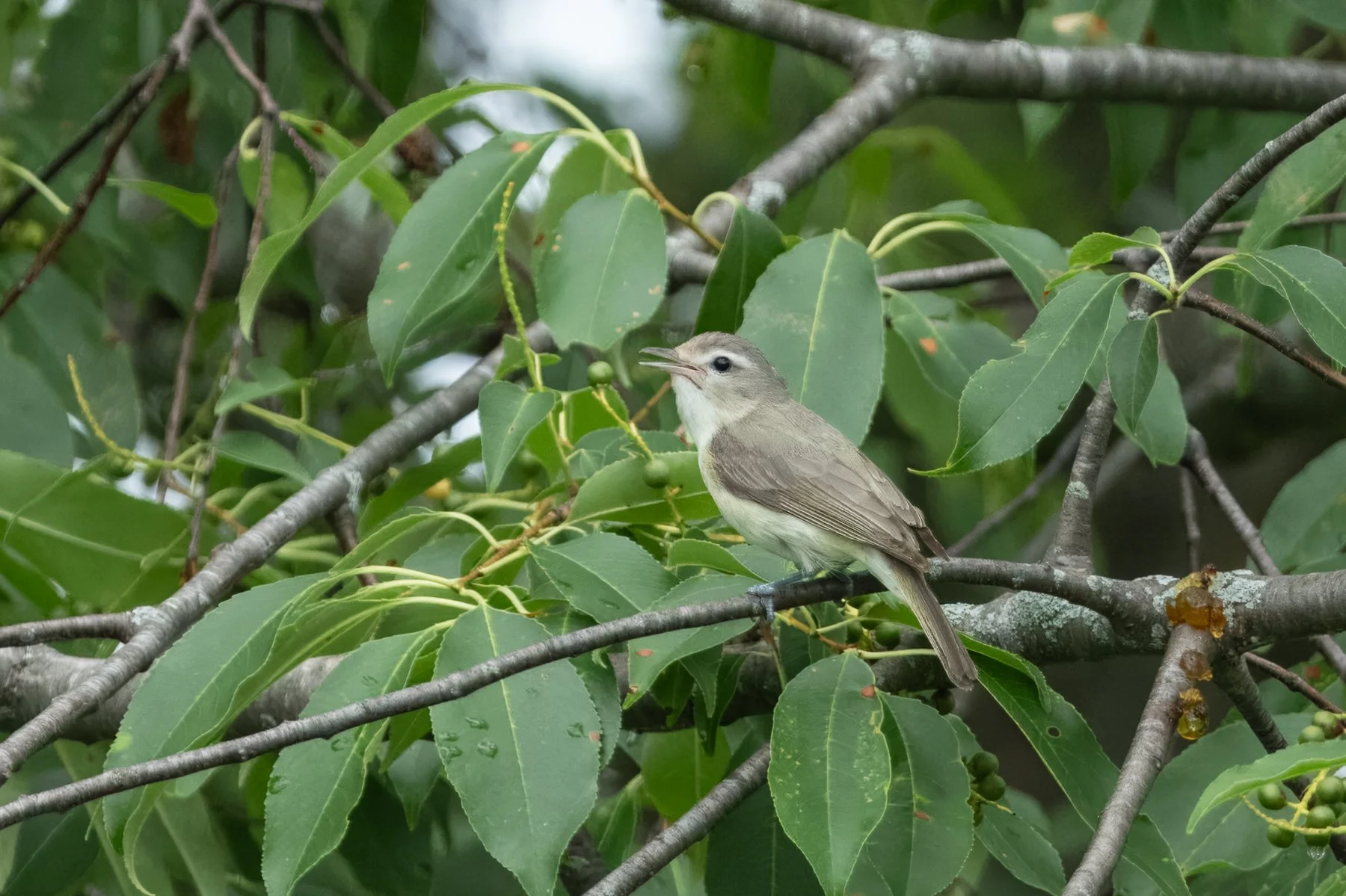 Eastern Warbling Vireo