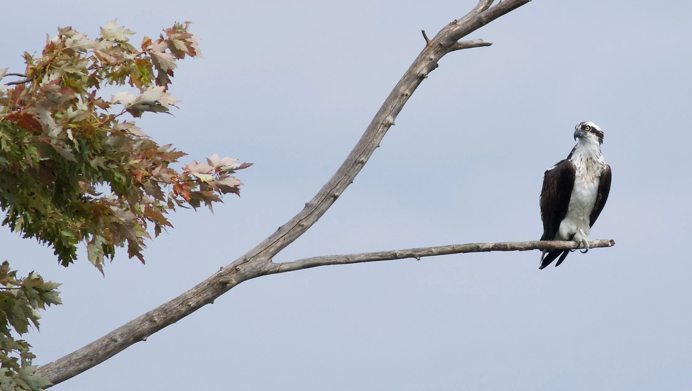 Osprey