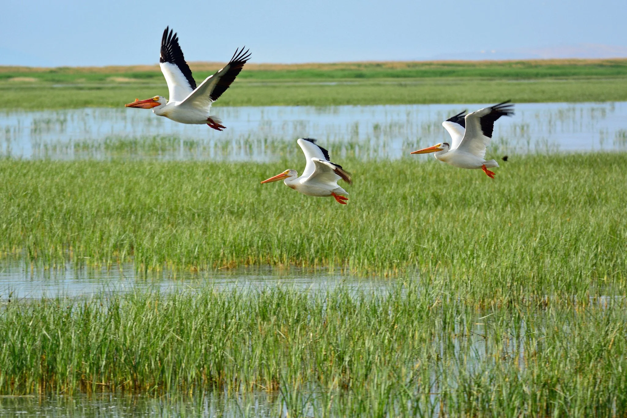 Mighty Migrations Series: The Mystery of Migration