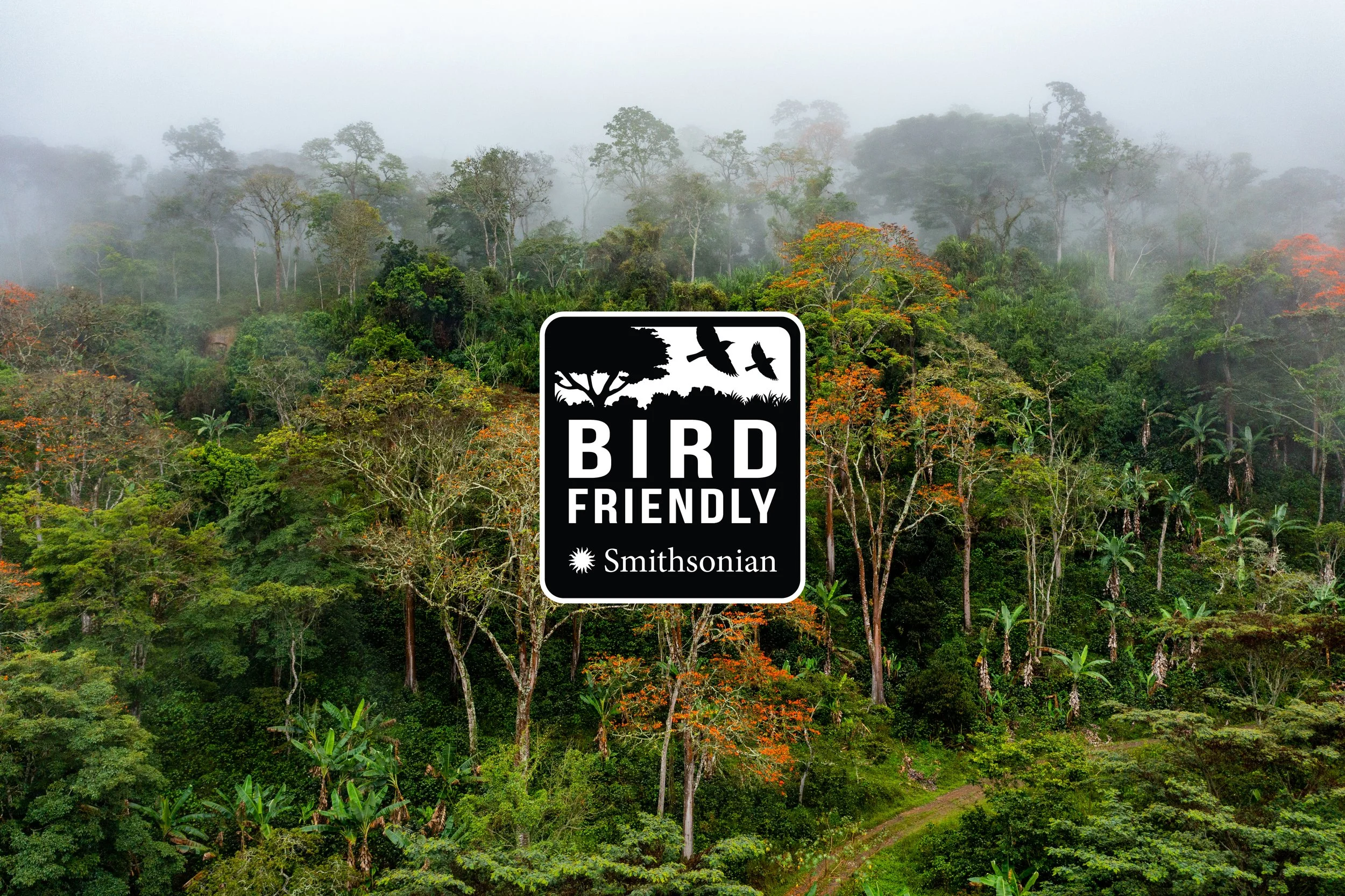 Mighty Migrations Series: Conserving Birds One Cup of Coffee at a Time