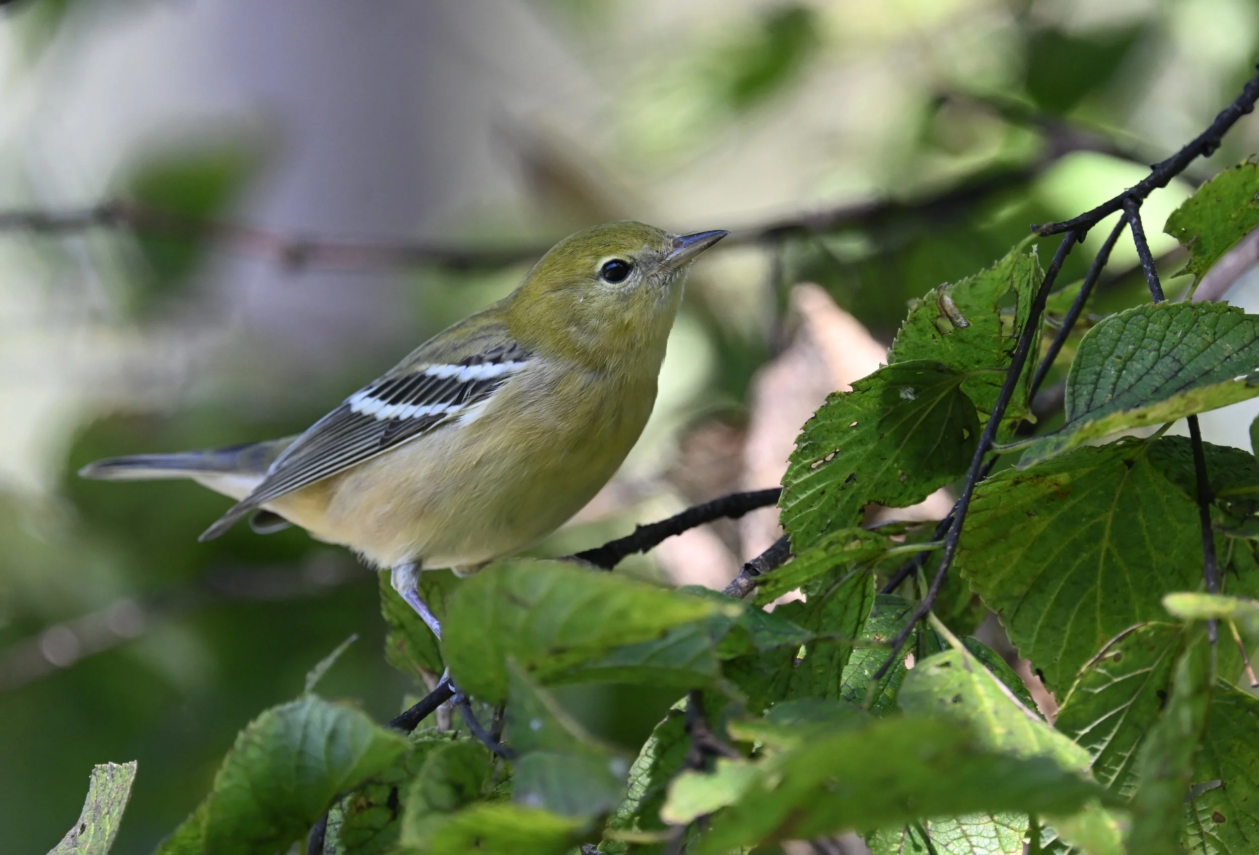 CLASS: Fall Warbler Identification