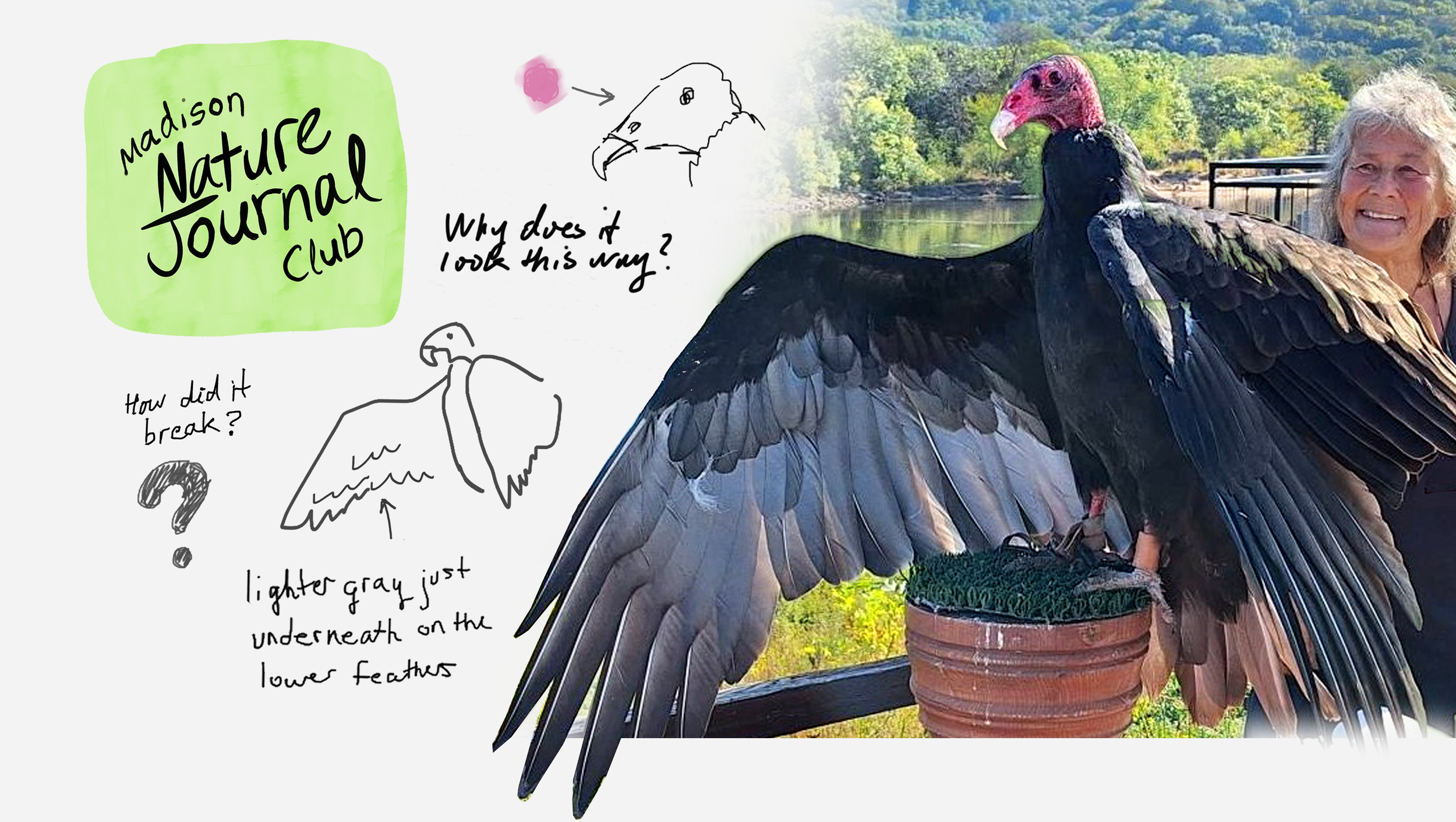 Nature Journal a live Vulture