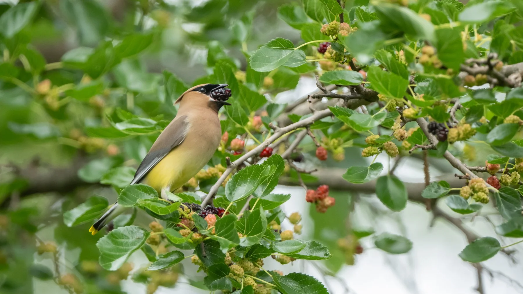 Pair Bonding in Cedar Waxwings