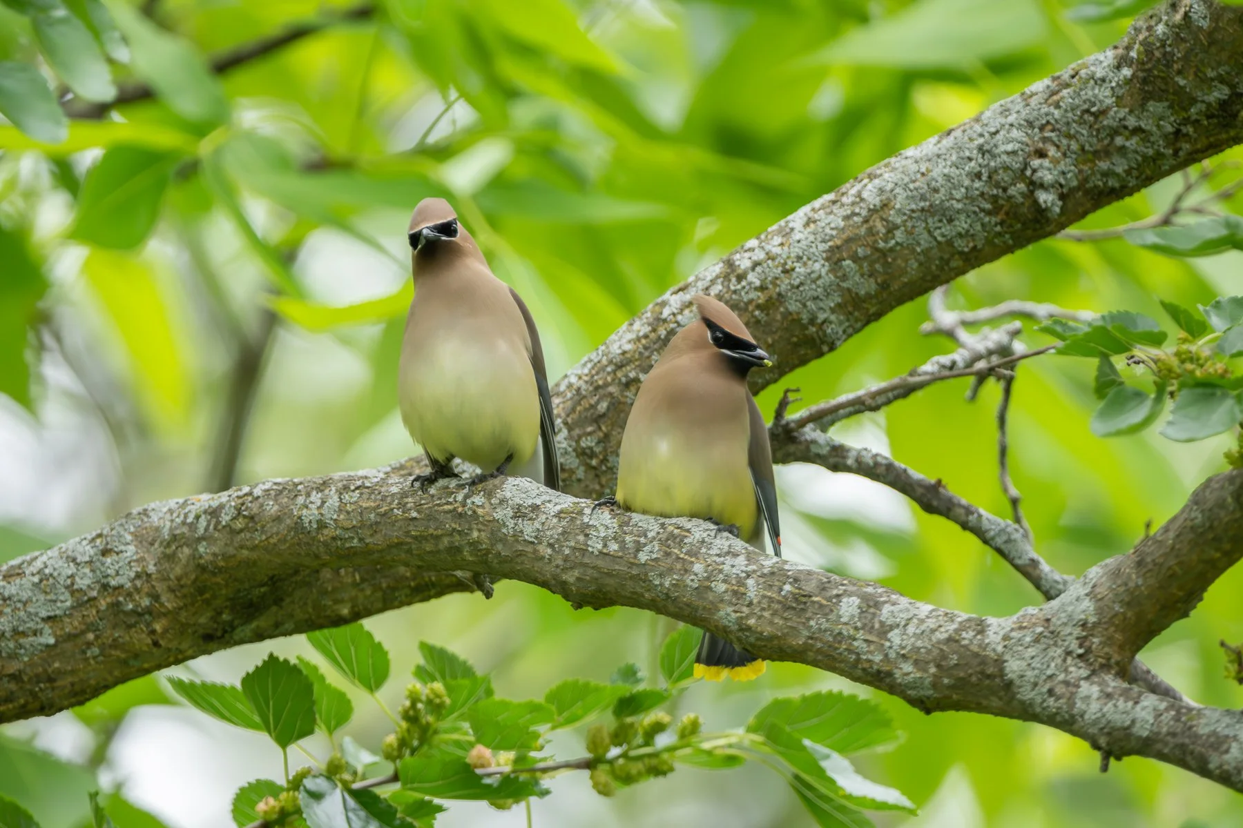  The female has moved closer to the male (photo by Gary Shackelford). 