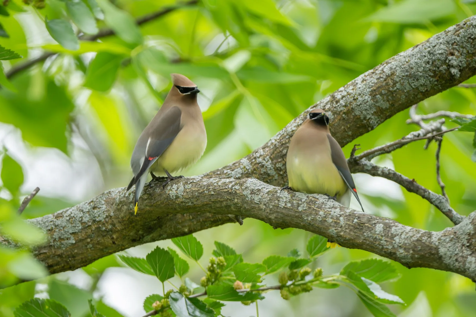  The pair of Cedar Waxwings in a mulberry tree shortly after alighting on a branch. They are positioned several centimeters apart. The male (right) has a small item in his bill (photo by Gary Shackelford). 