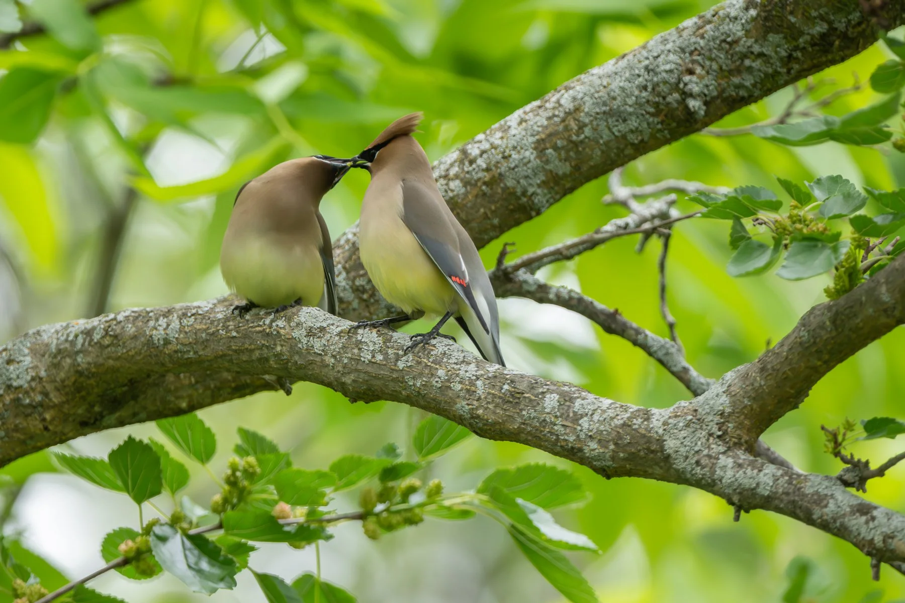  Their bills touching, the male passes the small item on to the female (photo by Gary Shackelford). 