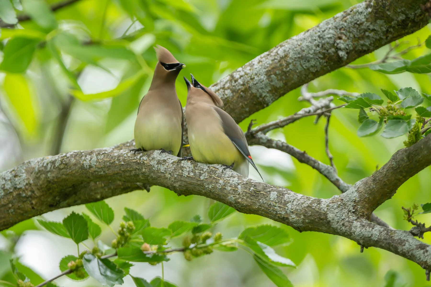  With the female now holding the small tidbit, the male reaches out to accept it from her (photo by Gary Shackelford). 