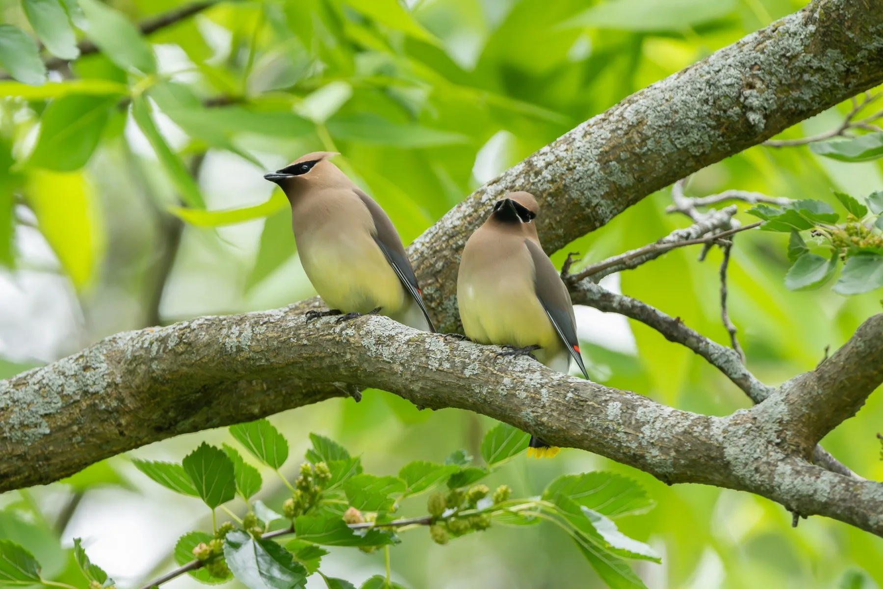  The birds are now shown shortly after the female had swallowed the morsel of food (photo by Gary Shackelford). 