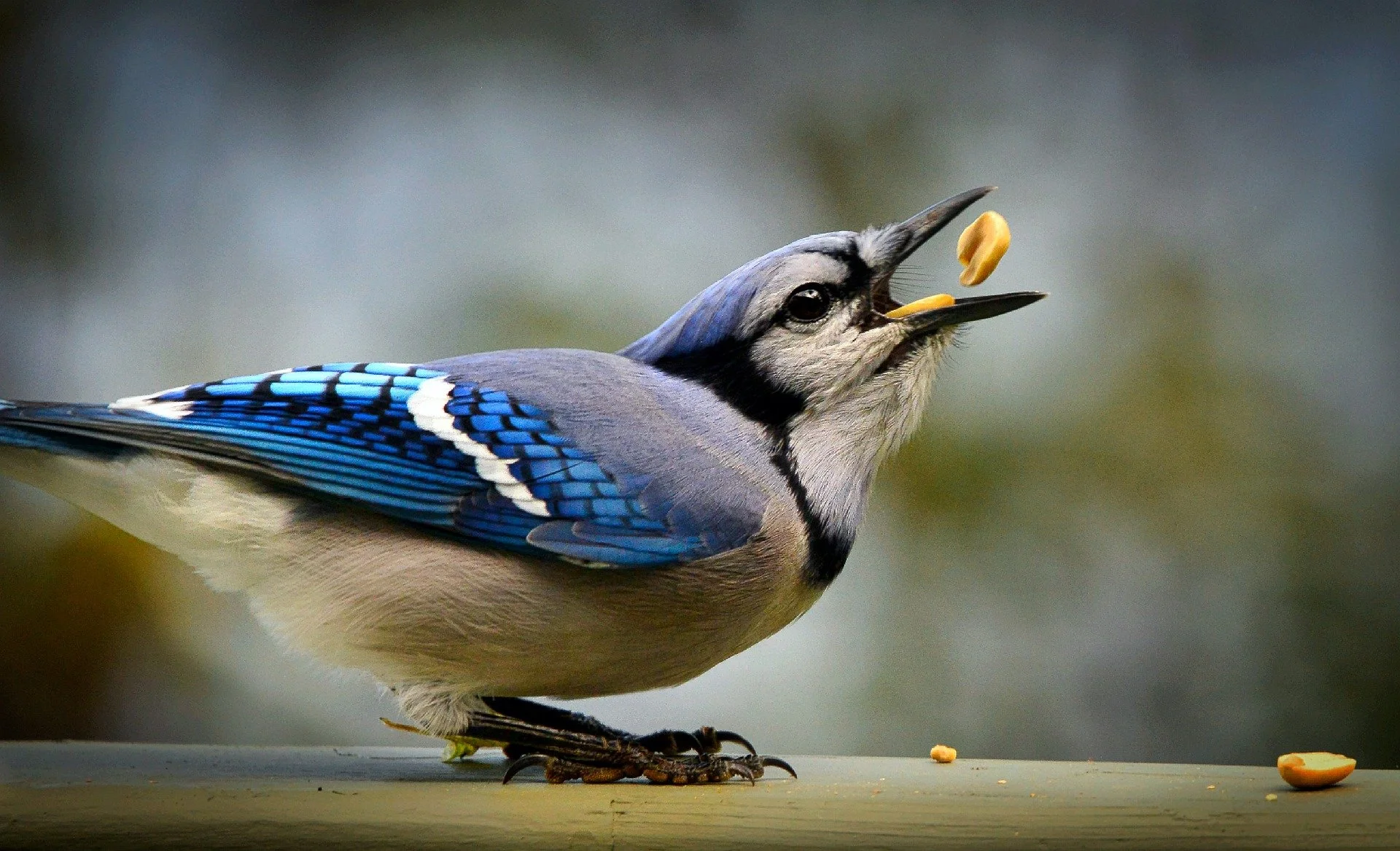 Friday Feathered Features